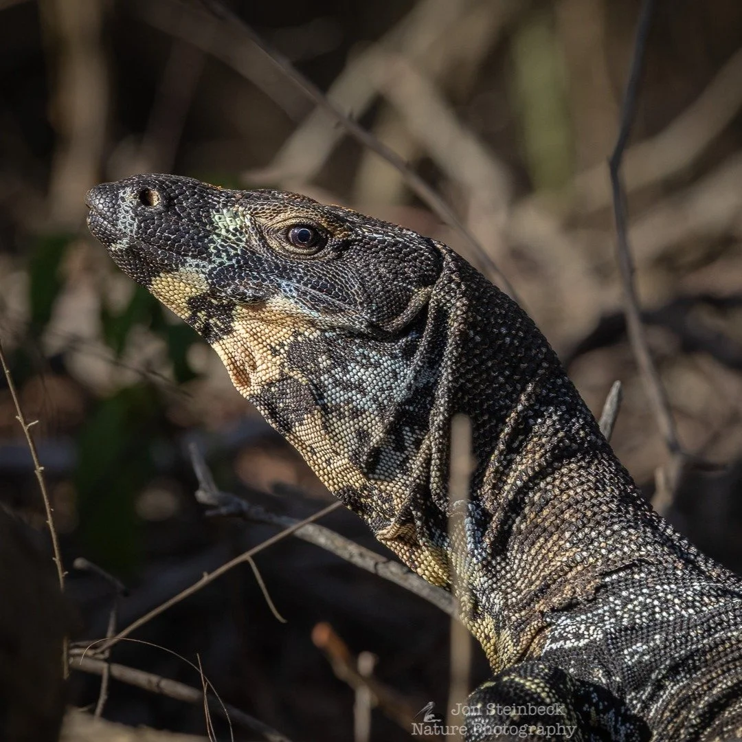 Lace Monitor (Varanus varius), Narooma, NSW, January 2026 - Lace Monitors are Australia&rsquo;s second largest lizard species with individuals growing up to two metres in length. Despite their size, they are very good climbers, able to scale vertical