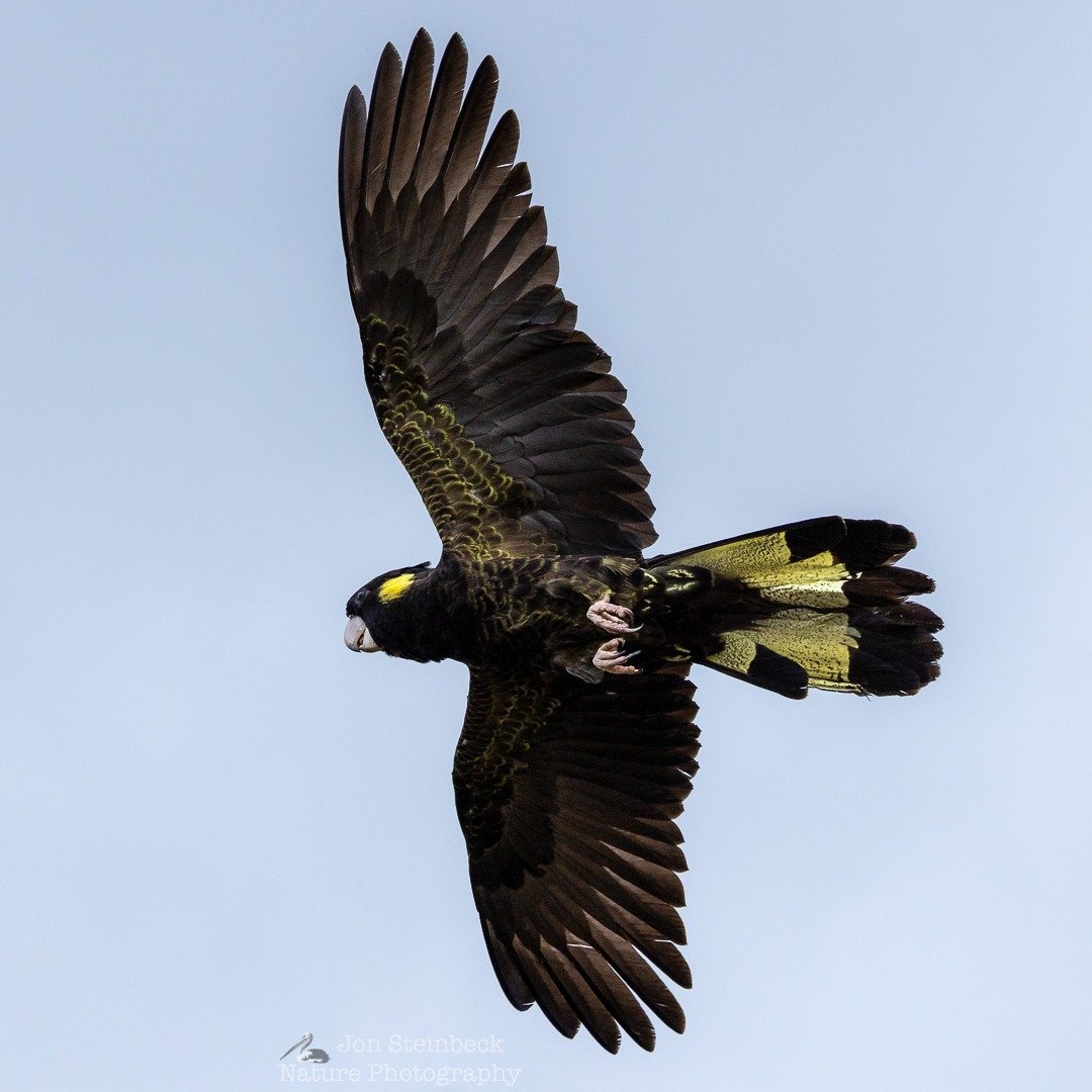 Yellow-tailed Black Cockatoo (Zanda funerea) flying, Narooma, NSW, December 2025 - Yellow-tailed Black Cockatoos are stunning birds with a simple but wonderful colour pattern. The black and yellow go really well, especially the tail feathers and the 