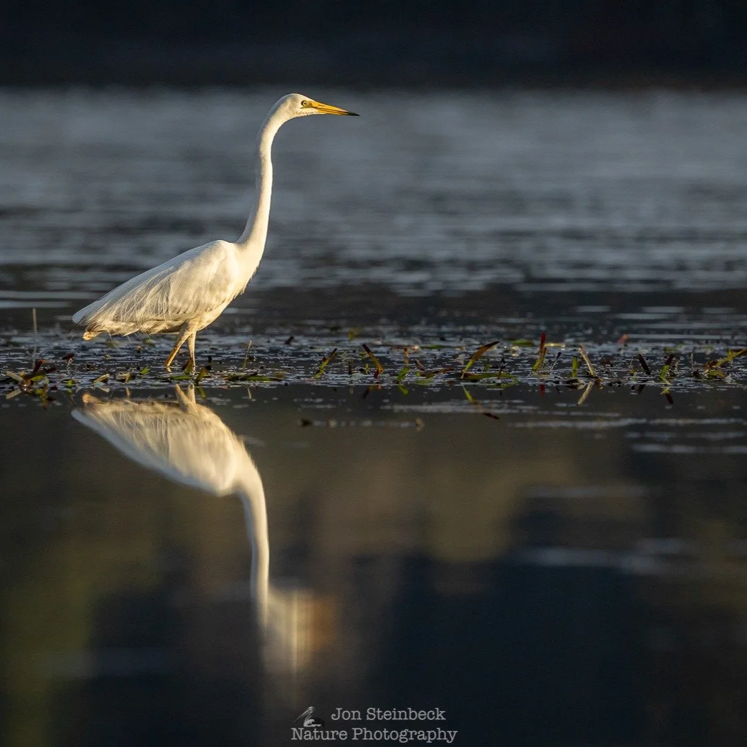 Great Egret (Ardea alba), Narooma, NSW, January 2026 - One January morning out kayaking on Wagonga Inlet in Narooma I saw two Great Egrets in the shallow water near the southern shore line. What made them stand out was the way the early morning sun w