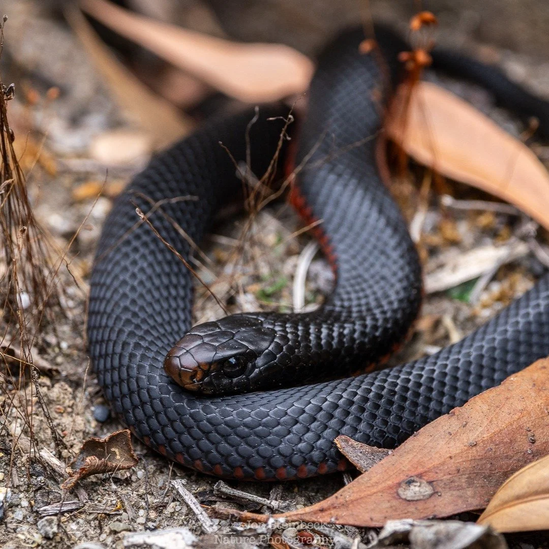 Red-Bellied Black Snake (Pseudechis porphyriacus) juvenile, Narooma, NSW, January 2026 - This Red-bellied Black Snake was probably a juvenile because it was only about 40-50cm long. It was warming itself on a patch of dirt in Narooma when I noticed i