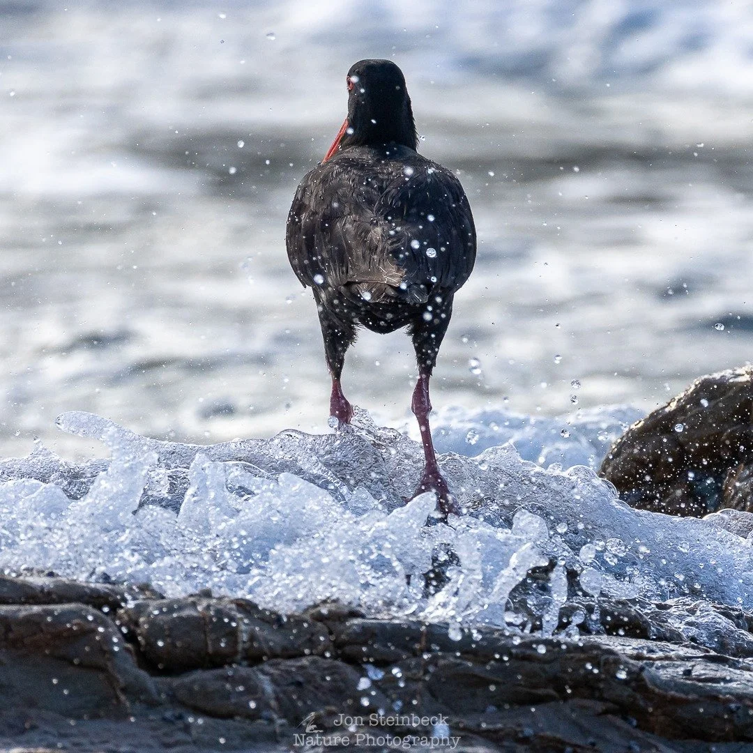 Sooty Oystercatcher (Haematopus fuliginosus), 1080 Beach, NSW, January 2026 - Sooty Oystercatchers generally inhabit rocky shores and, as this photo shows, they are not put off by waves. On this day in January, the tide was rising and the waves were 
