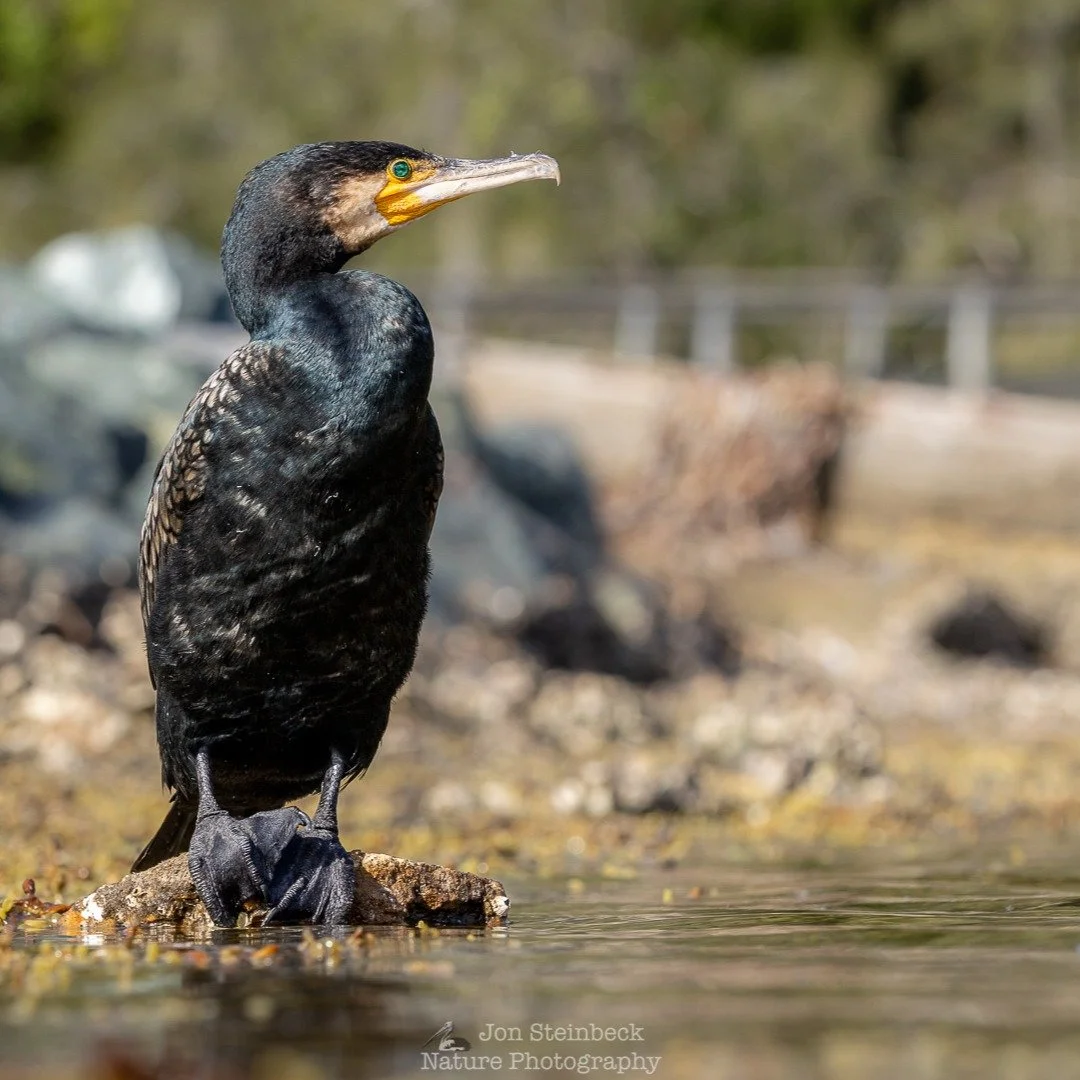Great Cormorant (Phalacrocorax carbo), Narooma, NSW, January 2026 - I normally find it difficult to approach near to Great Cormorants, they tend to fly off. However, I found this one at Narooma that was between a seawall on the left of the photo and 
