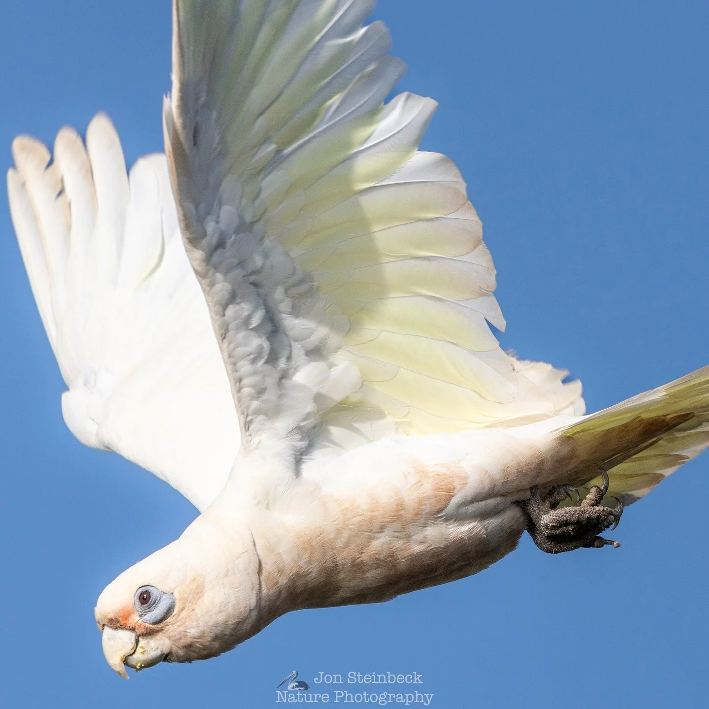 Little Correllas (Cacatua sanguinea) are small parrots that resemble small Sulphur-crested Cockatoos, and can sometimes be found in flocks of those birds, although there call is different. Indeed every time I hear their almost plaintive call, I think