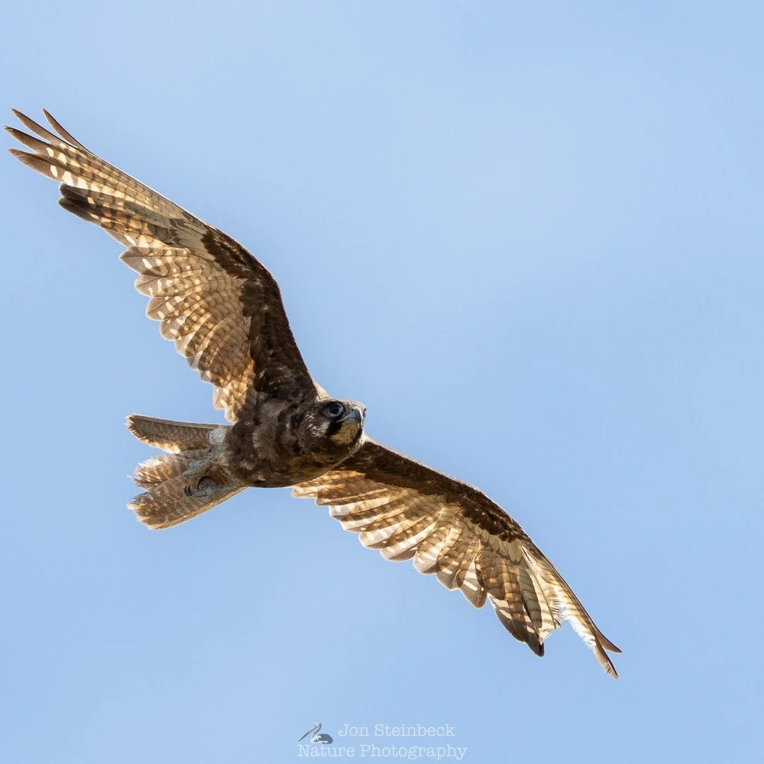 Brown Falcon (Falco berigora) flying, Tharwa, ACT, December 2025 - I was heading back to the car after walking around Tharwa Sandwash when a darkish brown bird shot out from the slope leading down to the Murrumbidgee River. It flew south, parallel to