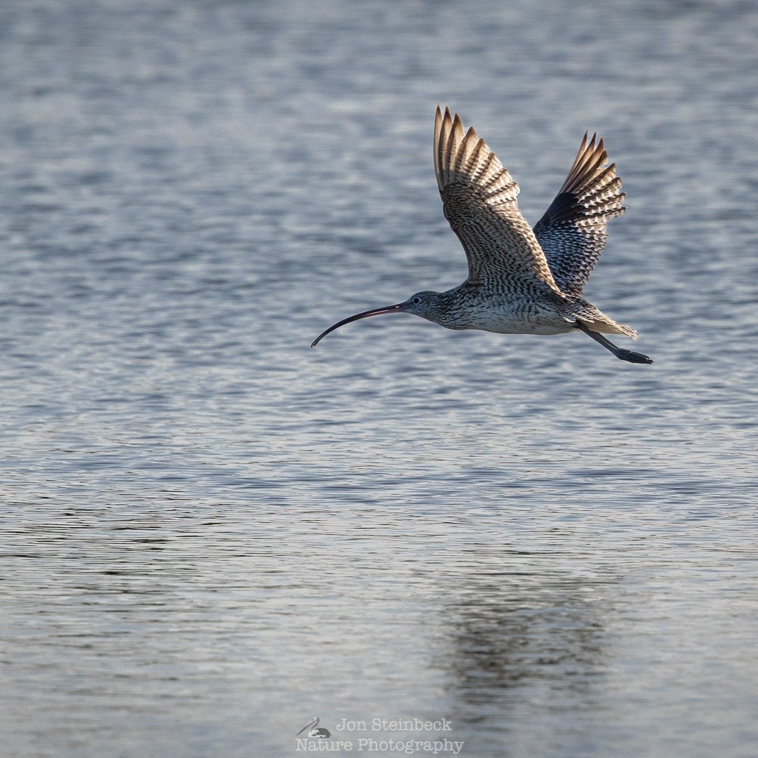Eastern Curlew (Numenius madagascariensis) flying, Narooma, NSW, September 2025 - Today marks Wildlife Conservation Day 2025, a day to highlight efforts to save endangered animals and their ecosystems. The photo below is a Eastern Curlew, which is cr