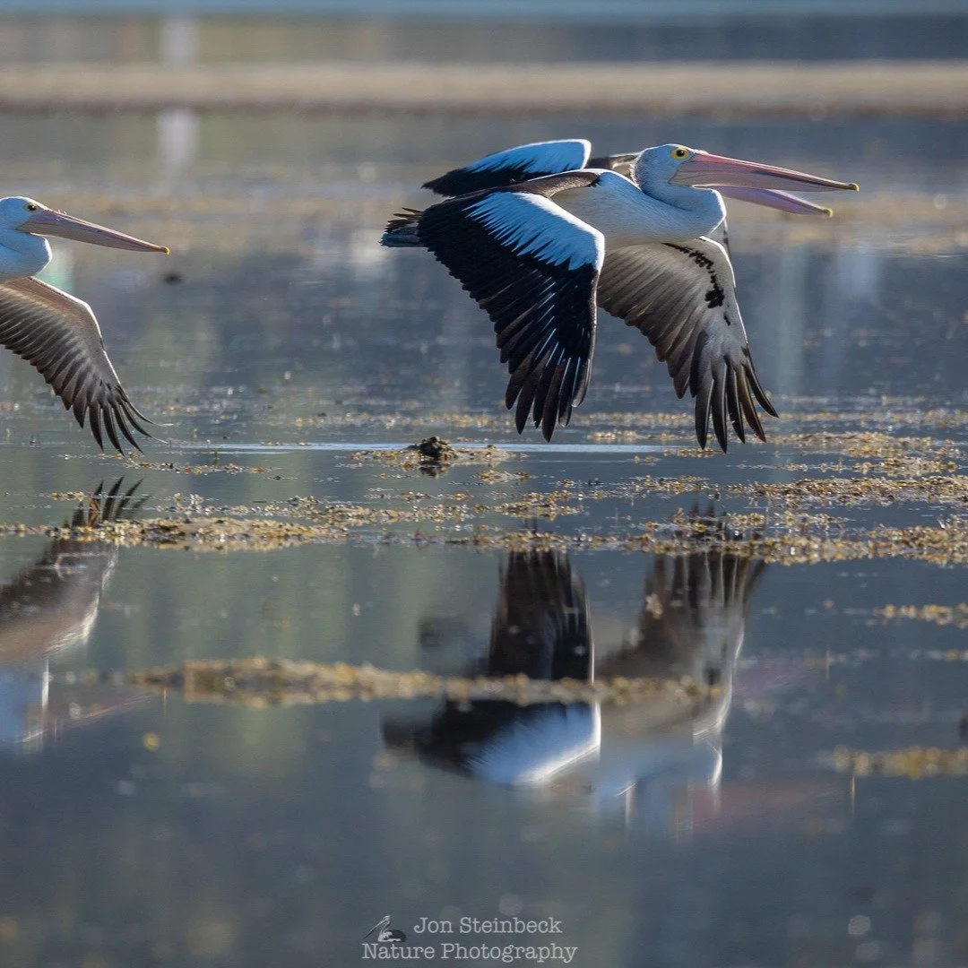 Australian Pelican (Pelecanus conspicillatus) flying, Narooma, NSW, January 2026 - In early January, I was on the sandflats at Narooma at low tide one morning. I had been having a wonderful start to the day photographing birds, as well as a number of