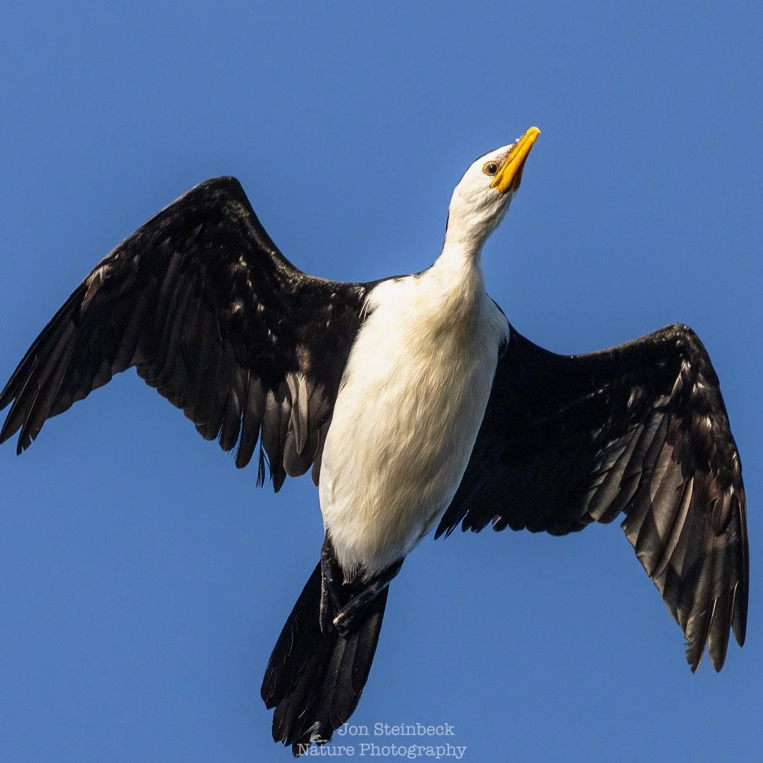 Little Pied Cormorant (Microcarbo melanoleucos) flying, Narooma, NSW, January 2026 - Little Pied Cormorants are a common bird around Narooma, and most of coastal Australia. They are adept swimmers, often chasing schools of small fish in very shallow 