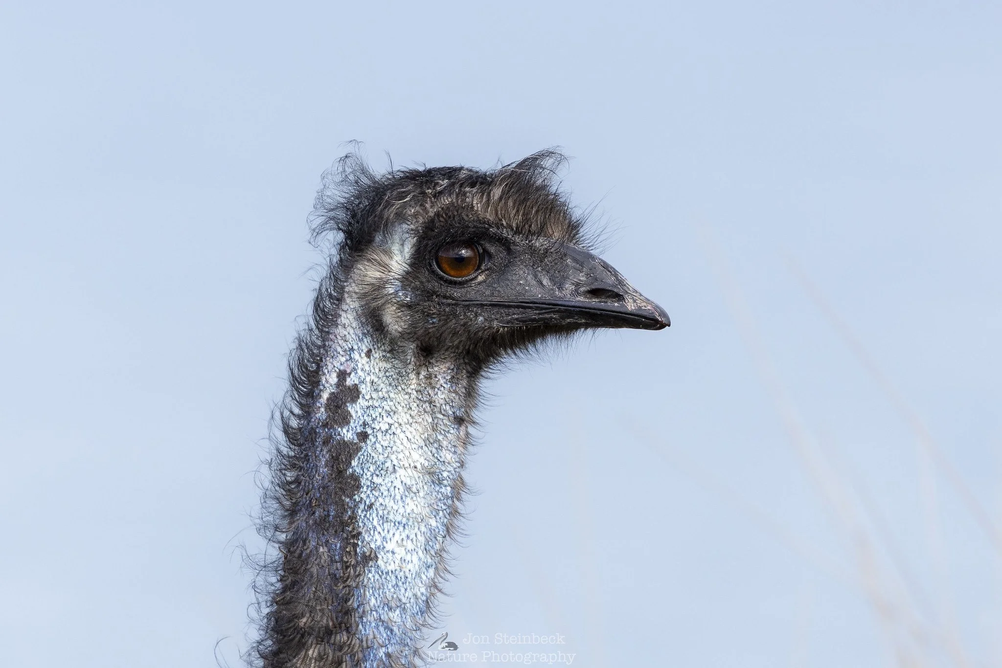 Emu (Dromaius novaehollandiae), Potato Point, NSW, February 2026