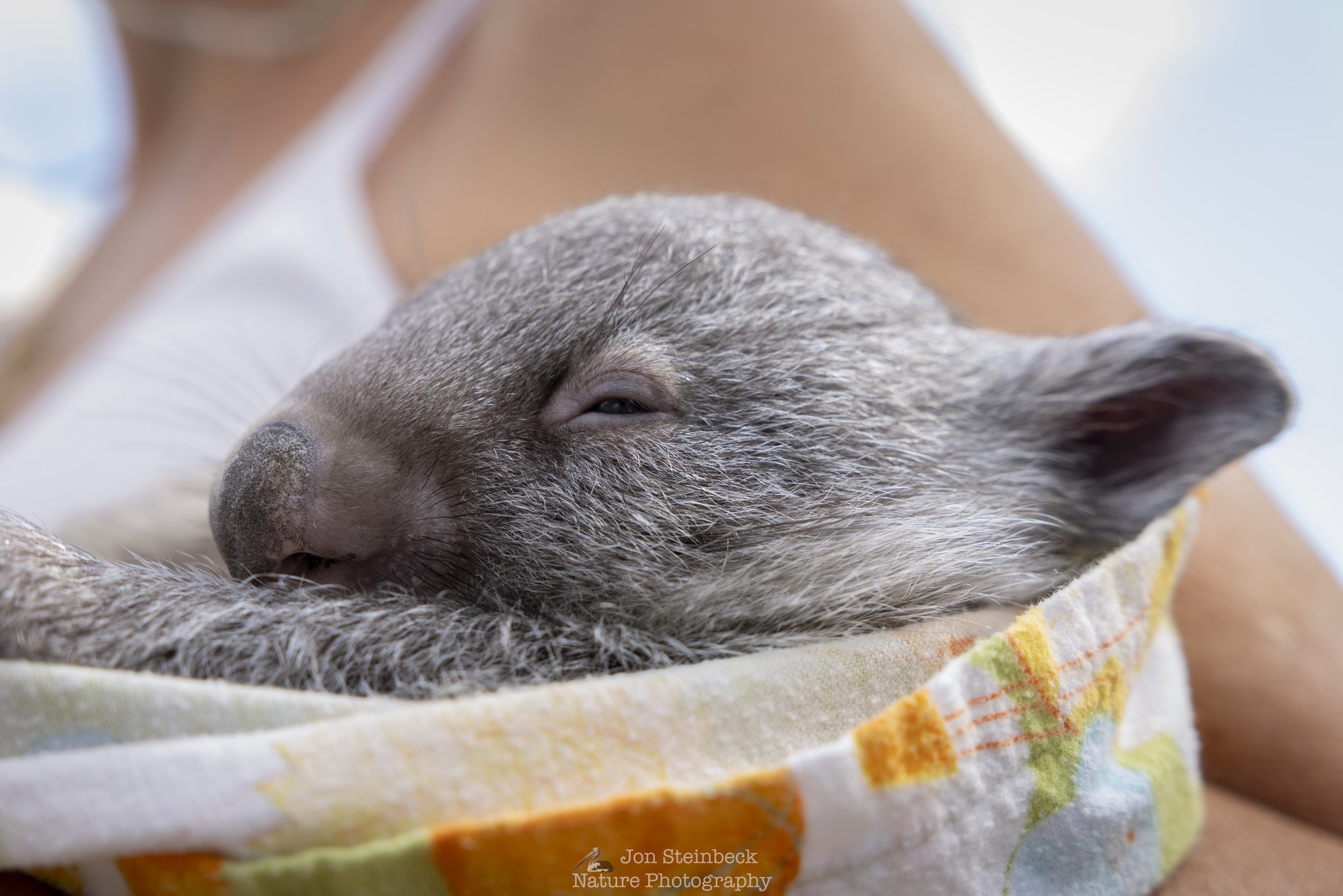 Wombat_ACT_Wildlife_4205_20260224.jpg