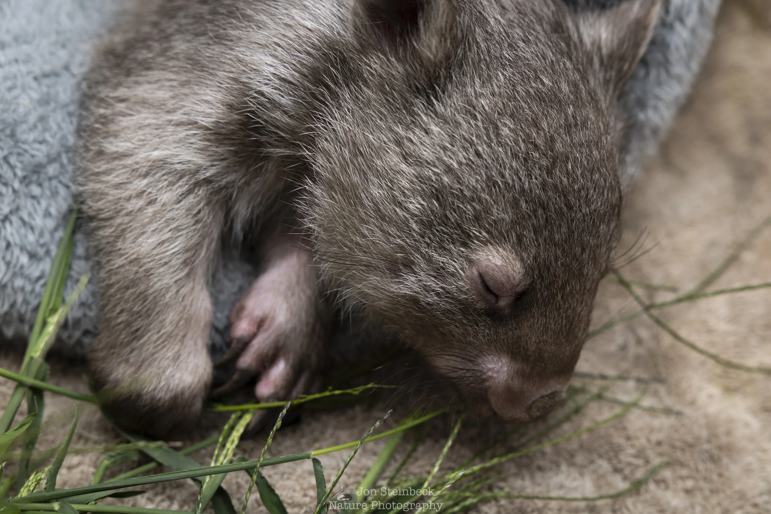 Wombat_ACT_Wildlife_4244_20260224.jpg