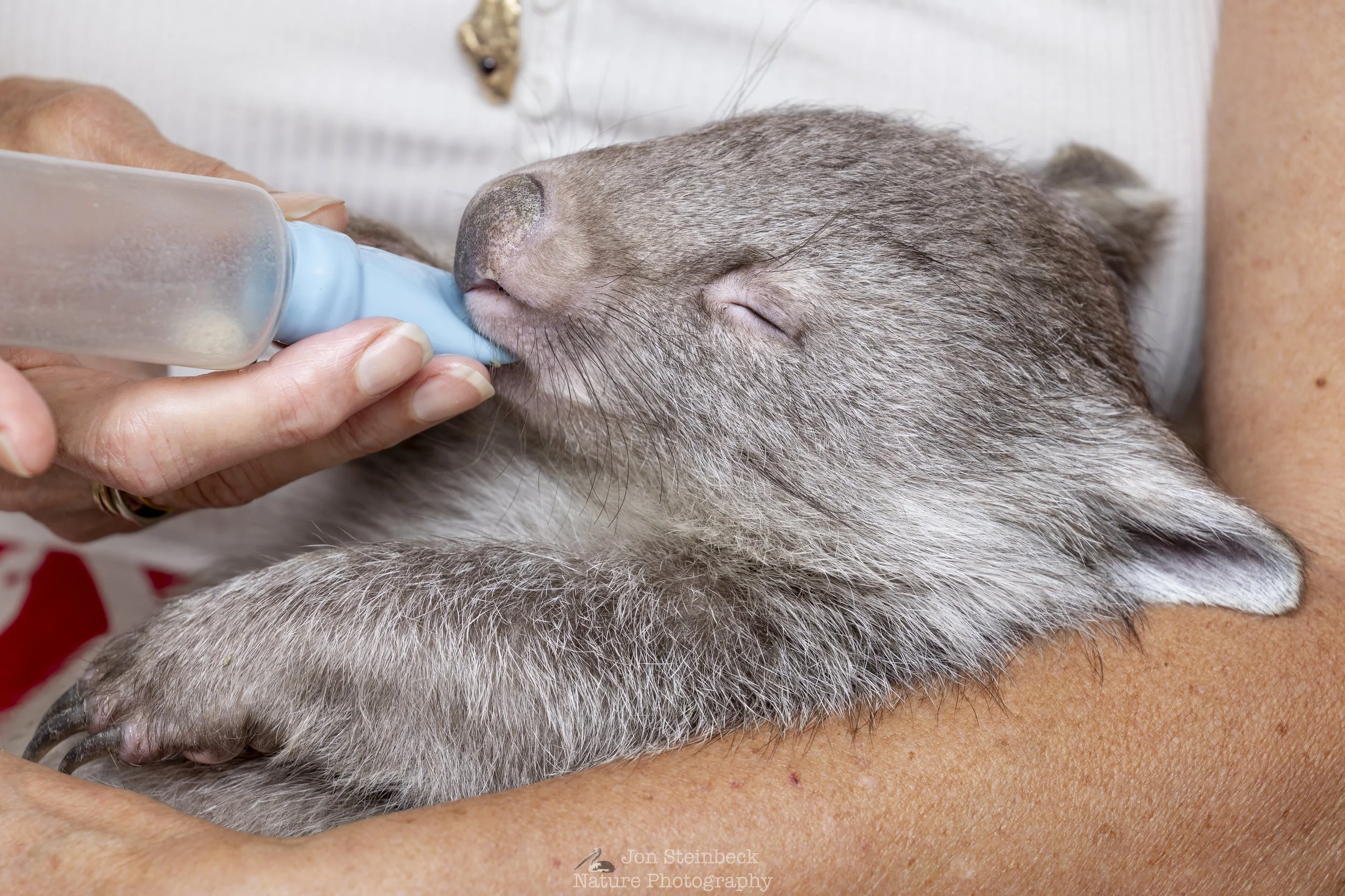 Wombat_ACT_Wildlife_4284_20260224.jpg