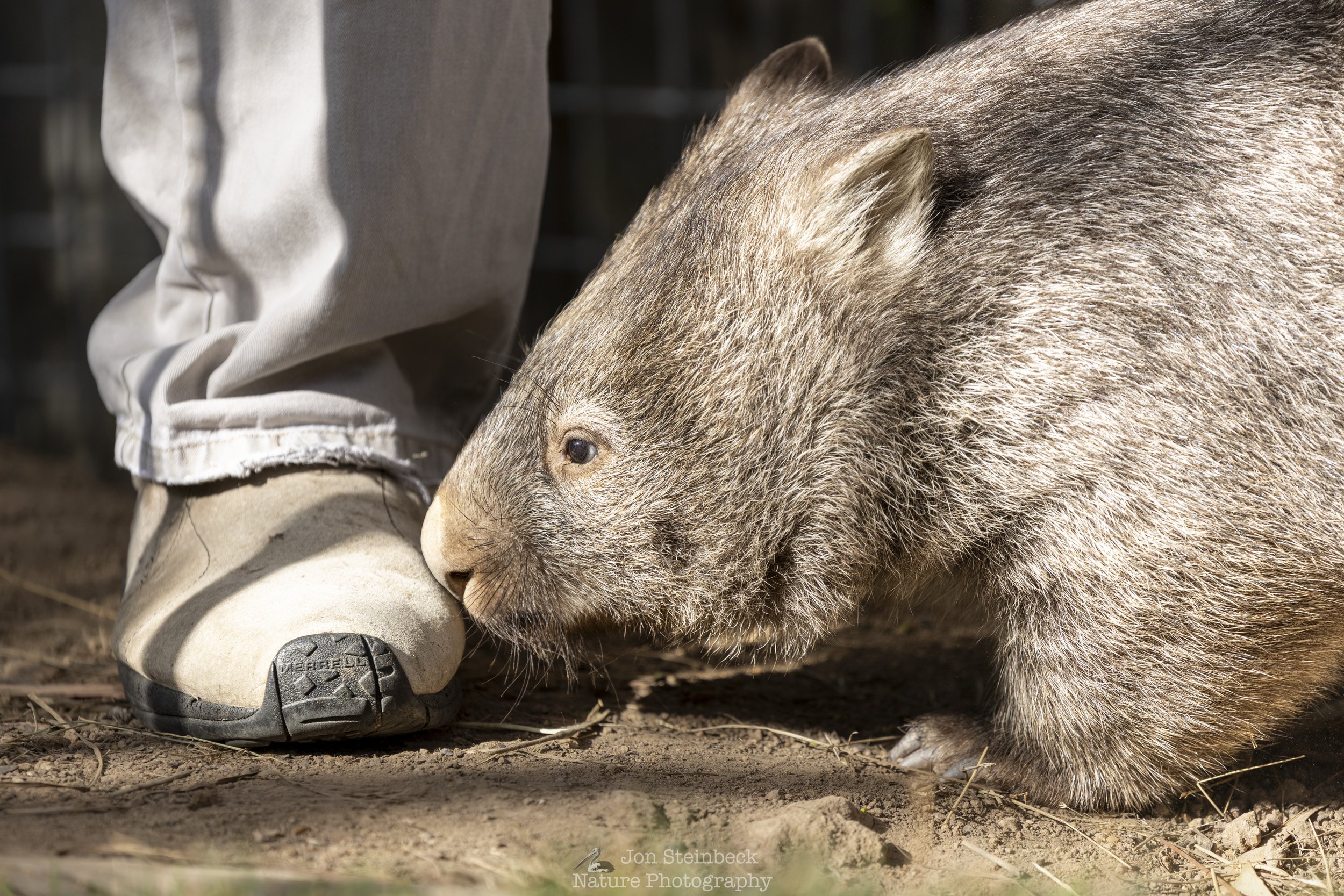 Wombat_ACT_Wildlife_4319_20260224.jpg