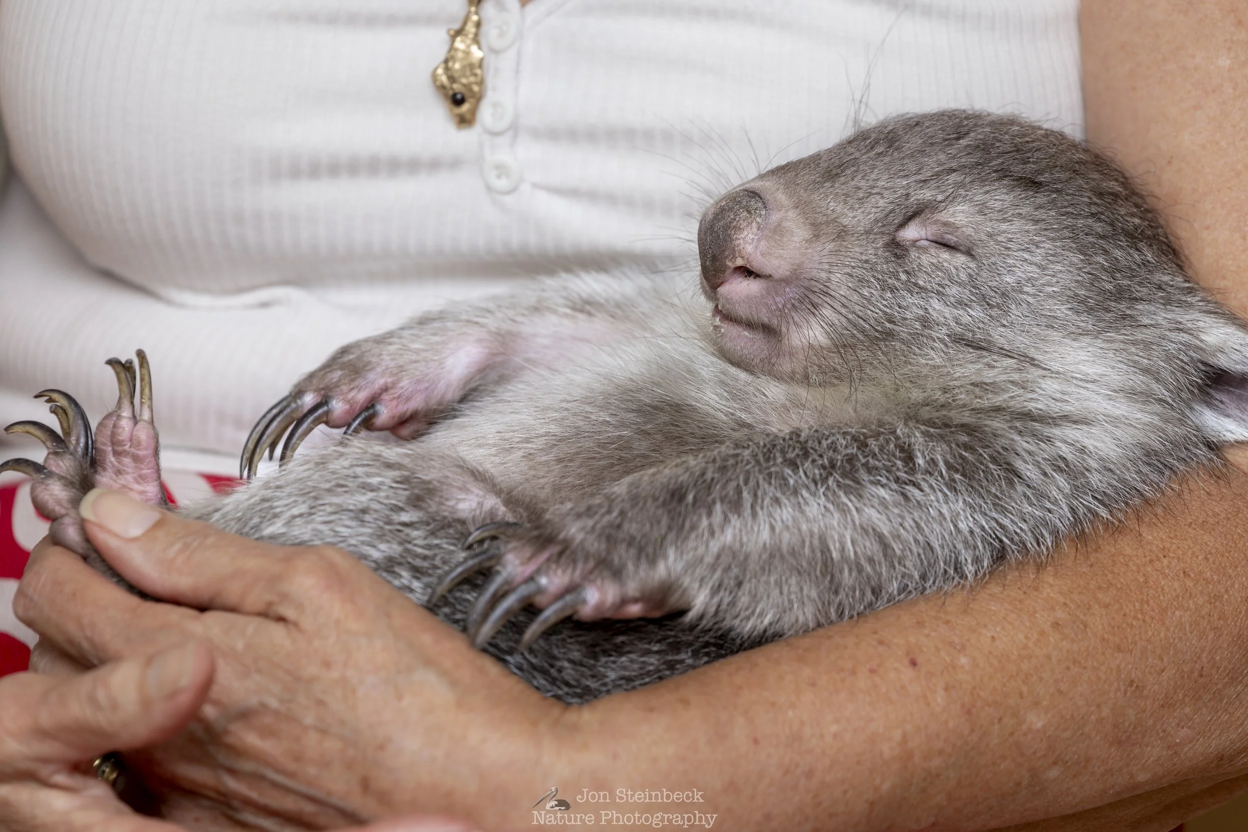Wombat_ACT_Wildlife_4289_20260224.jpg