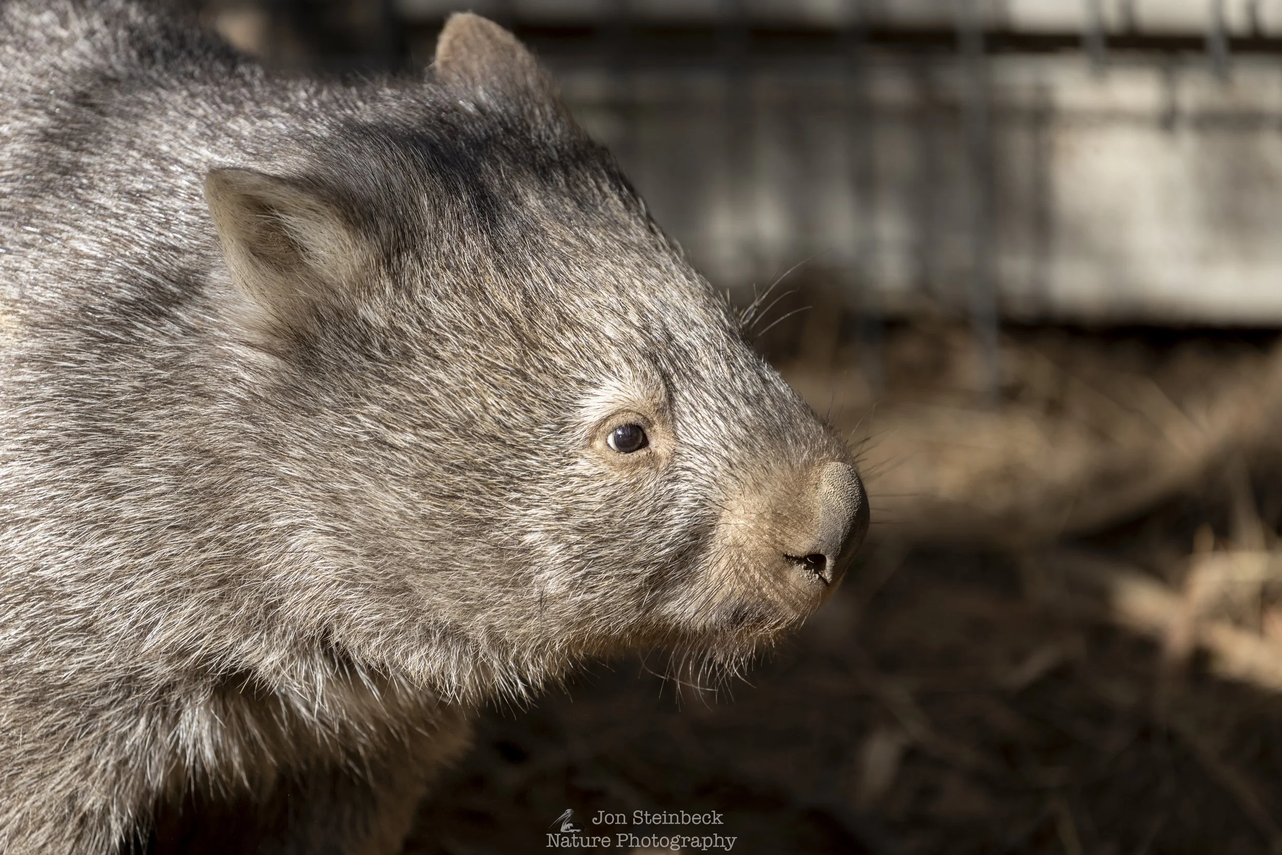 Wombat_ACT_Wildlife_4326_20260224.jpg