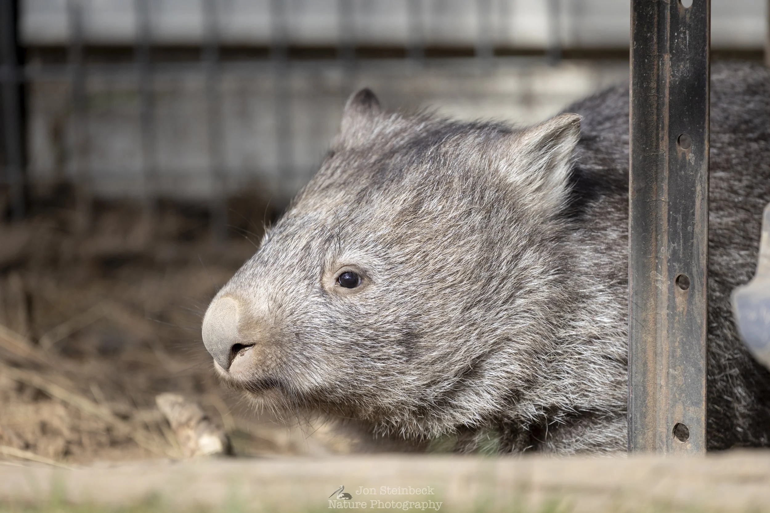 Wombat_ACT_Wildlife_4315_20260224.jpg