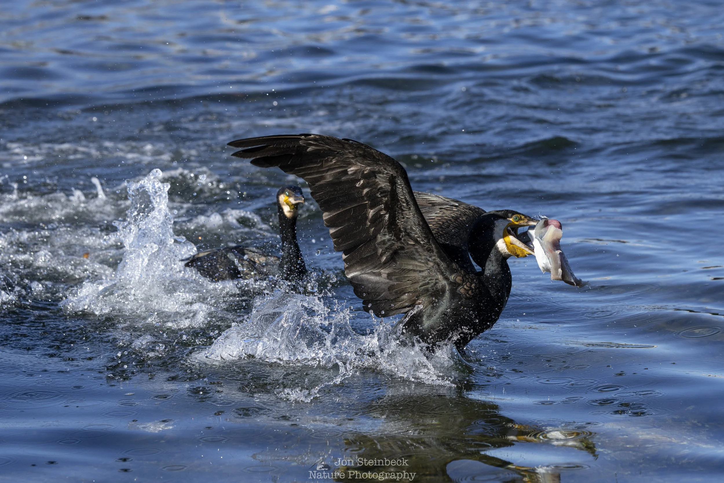 Great Cormorants at Narooma