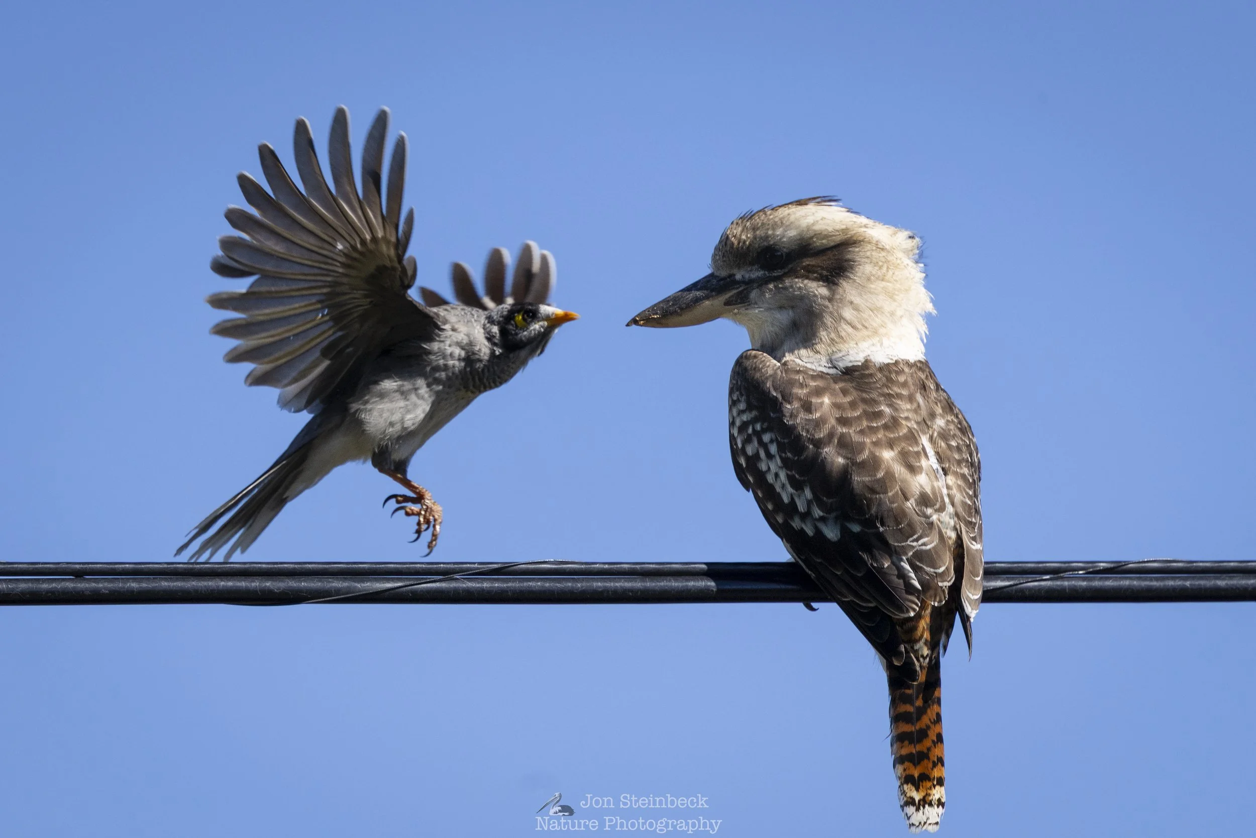 Laughing Kookaburra don’t care