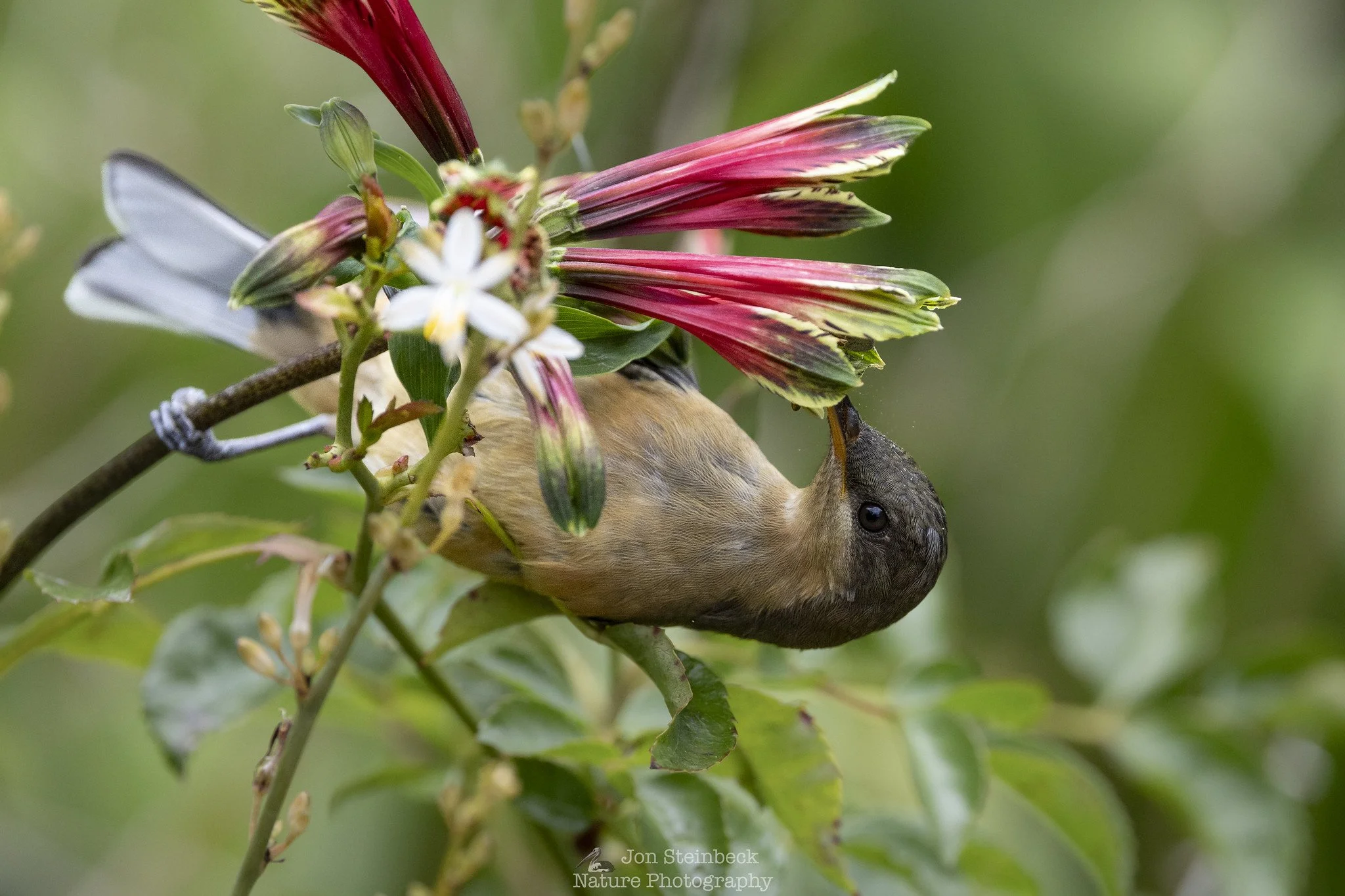 Eastern Spinebill juvenile