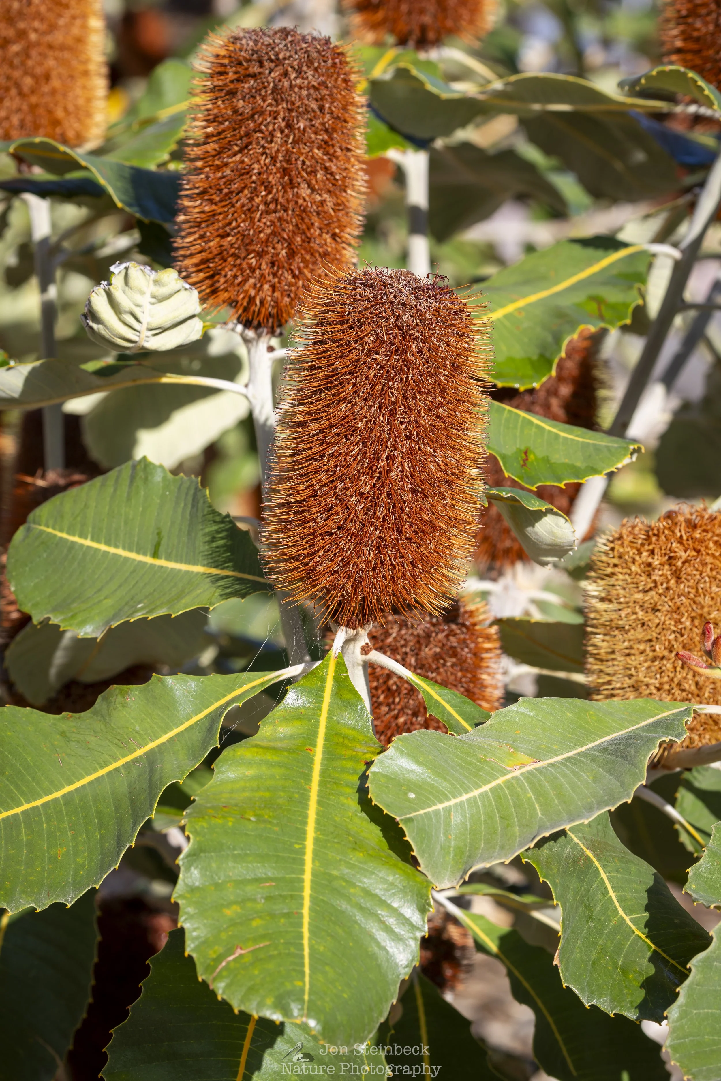Swamp Banksia