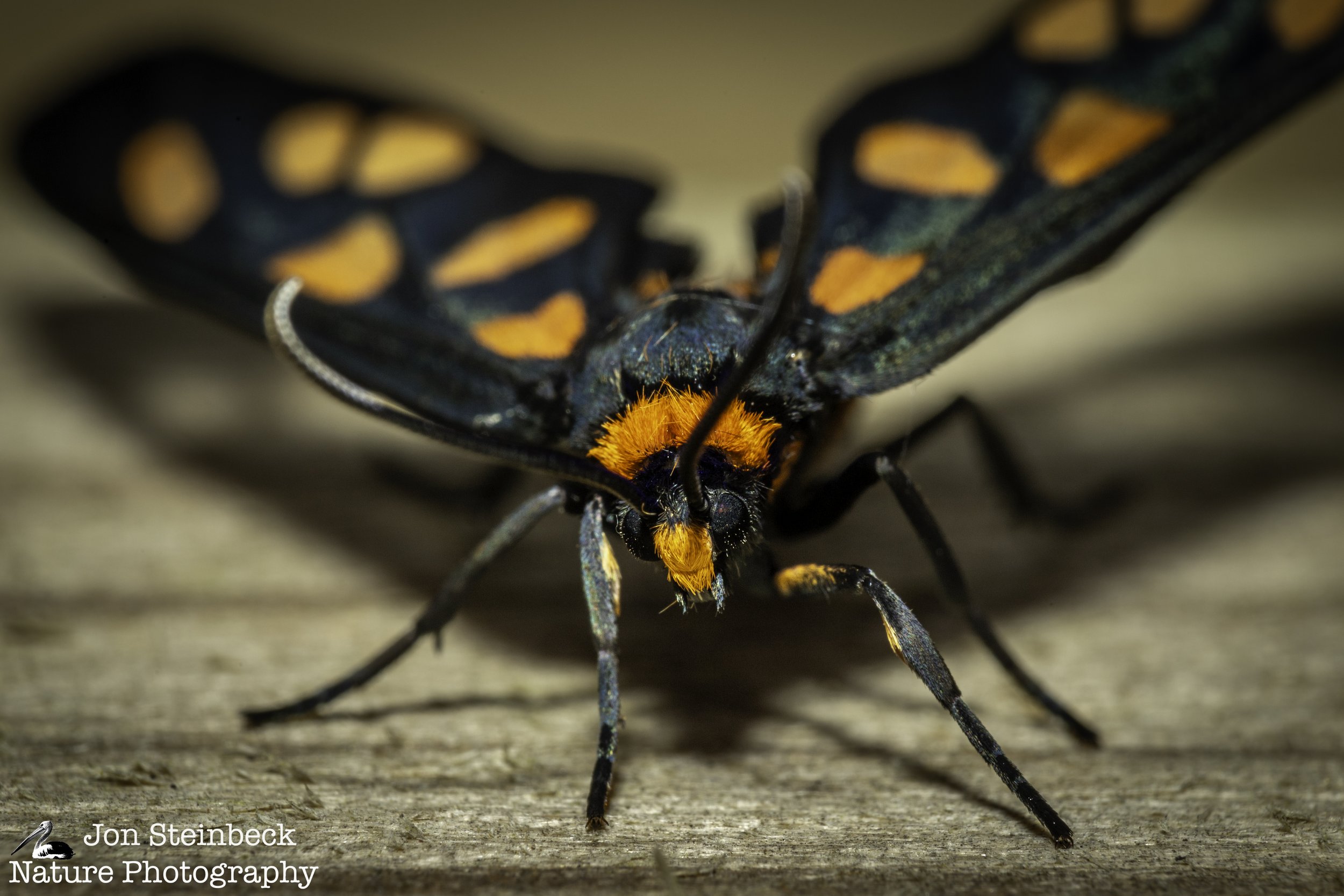 Handmaiden Moth