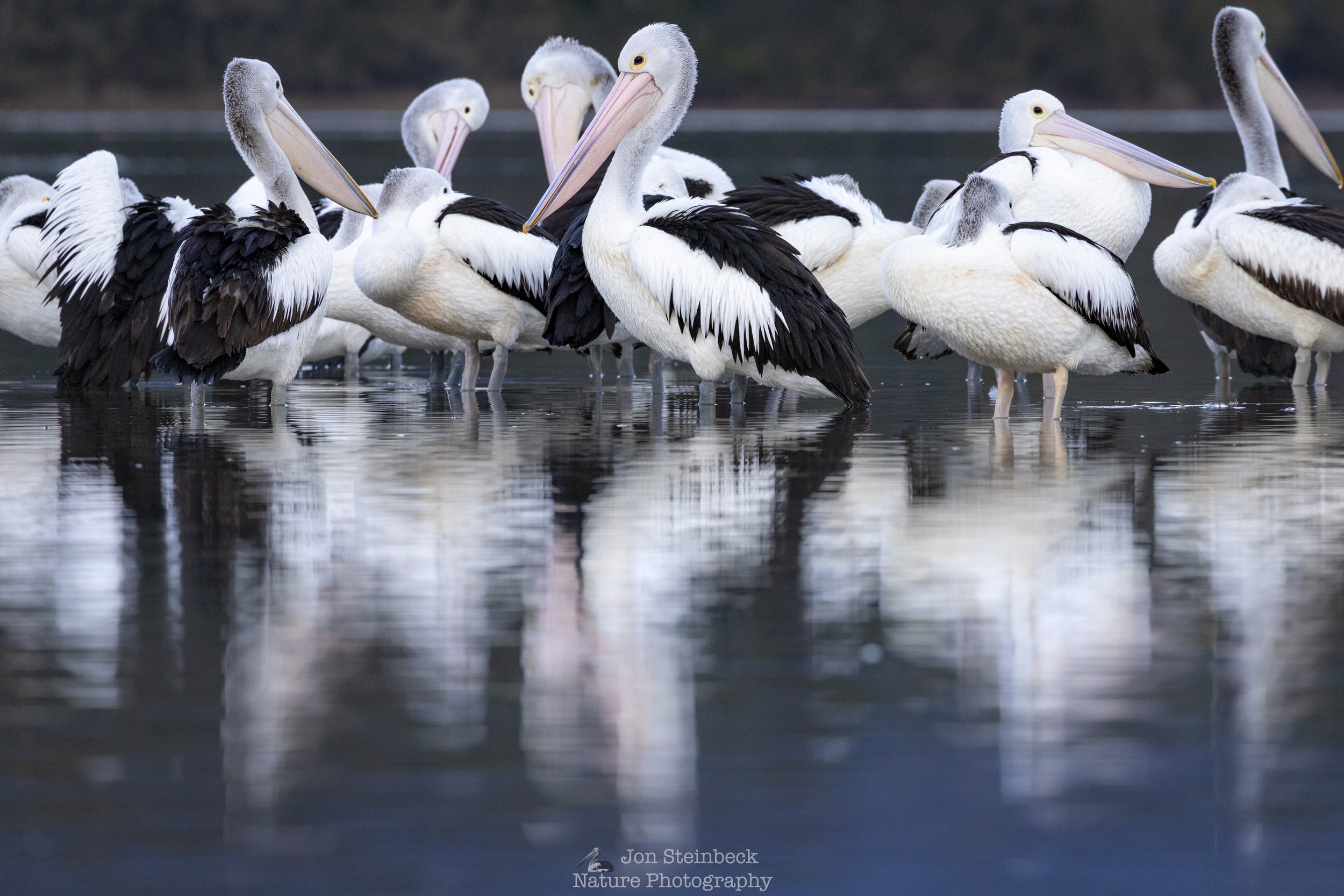 Australian_Pelicans_Corunna_Lake_7840_20240712.jpg