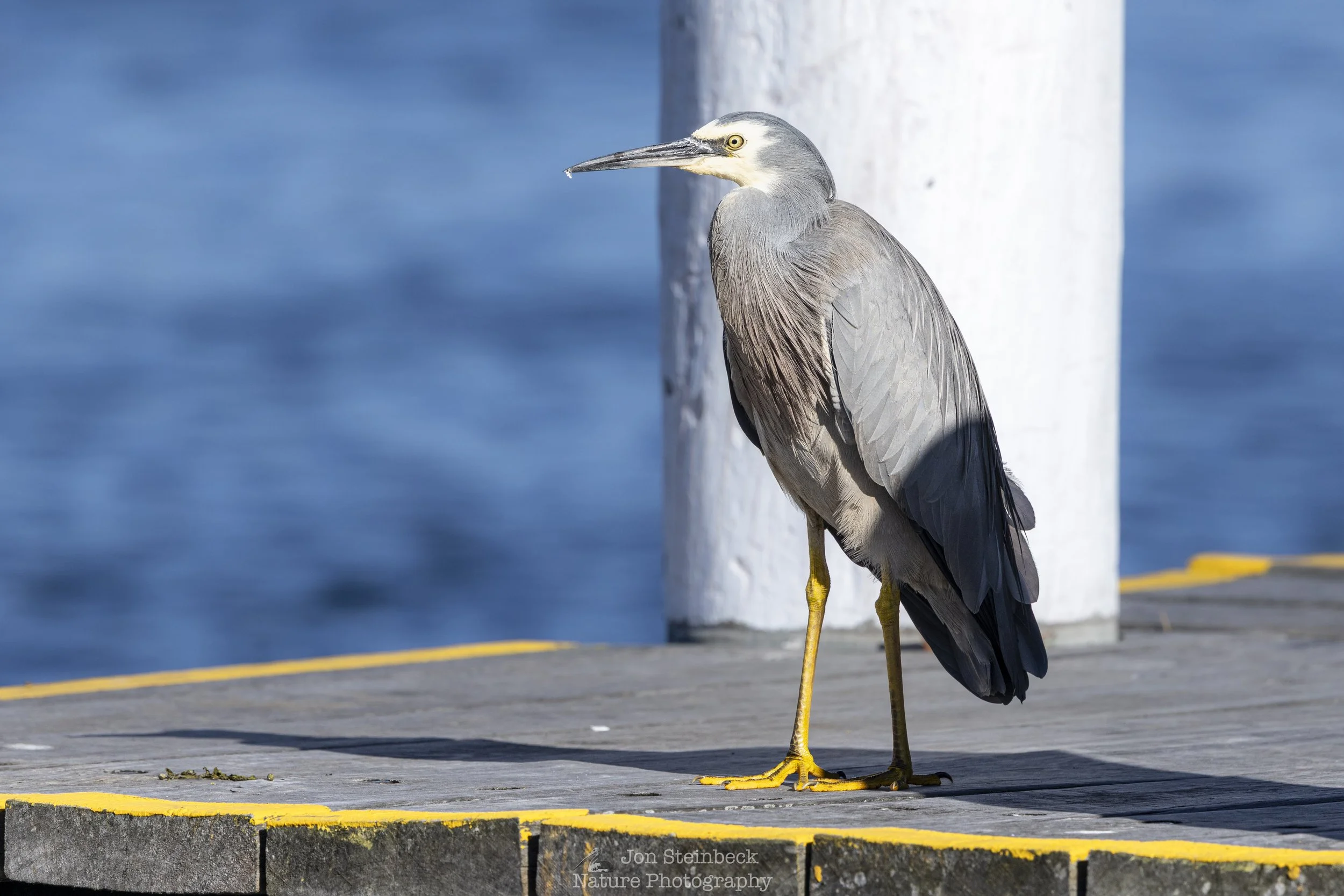 White-faced Heron colour-coordinated with its background