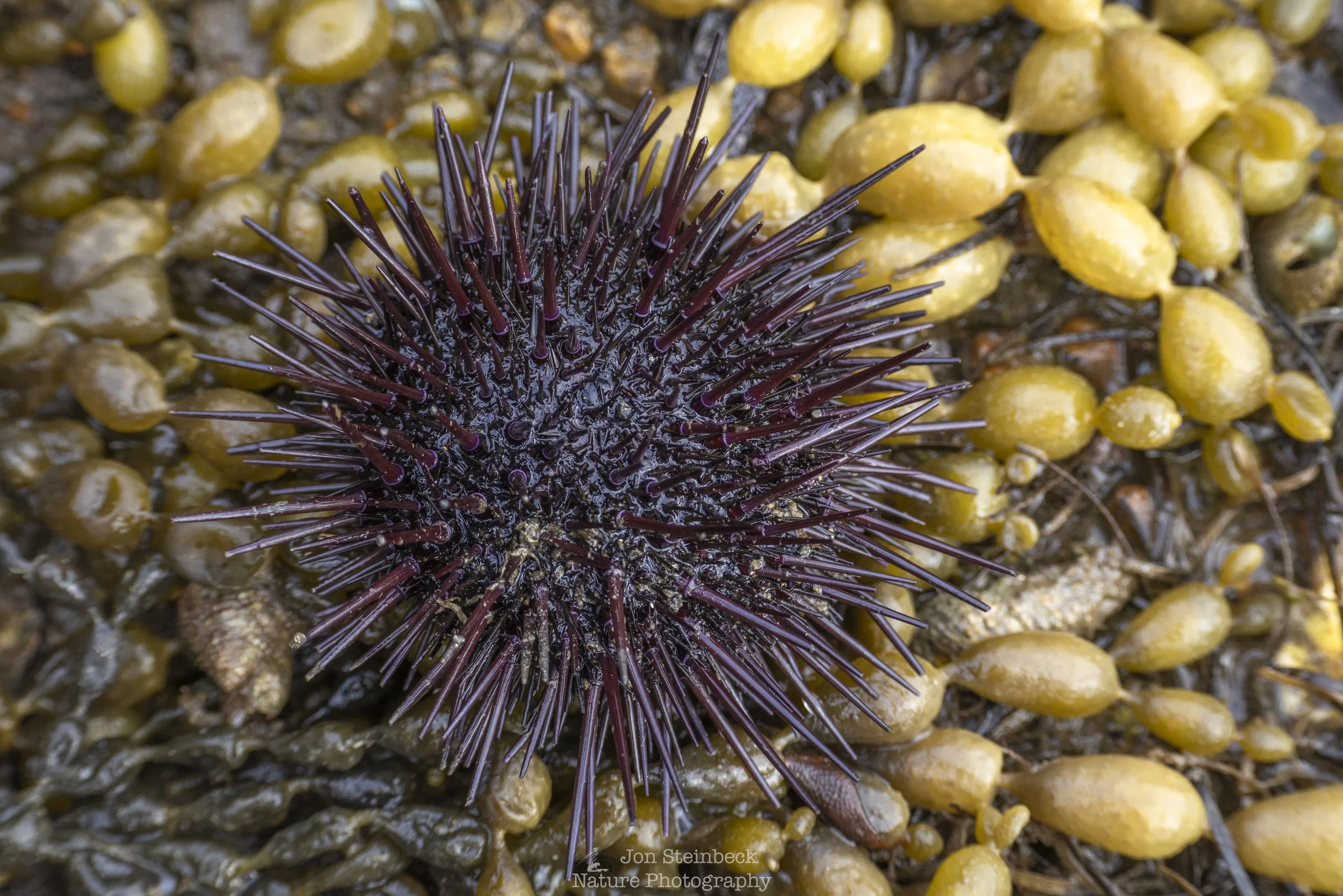 Purple_Sea_Urchin_Narooma_1293_20260118.jpg