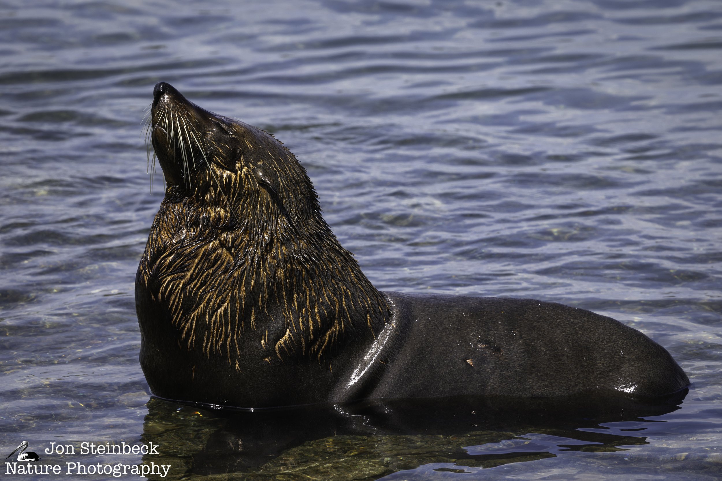 Australian Fur Seal