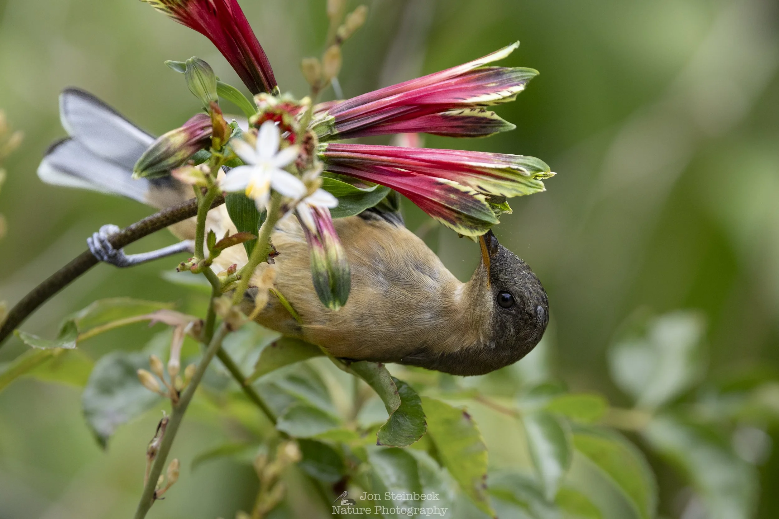 Juvenile Eastern Spinebill enjoying some garden pollen