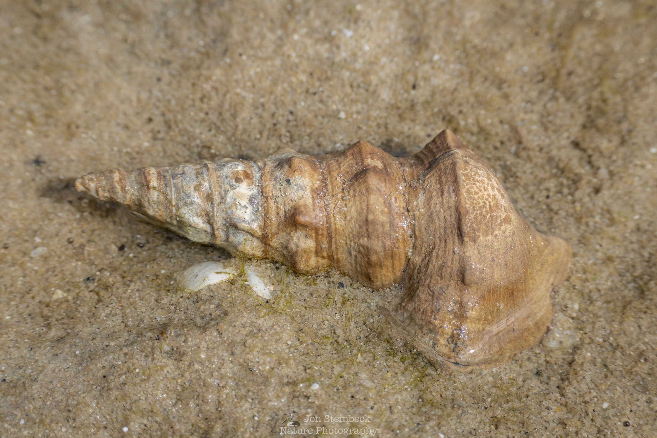 Hercules_Club_Whelk_Narooma_1118_20260118.jpg