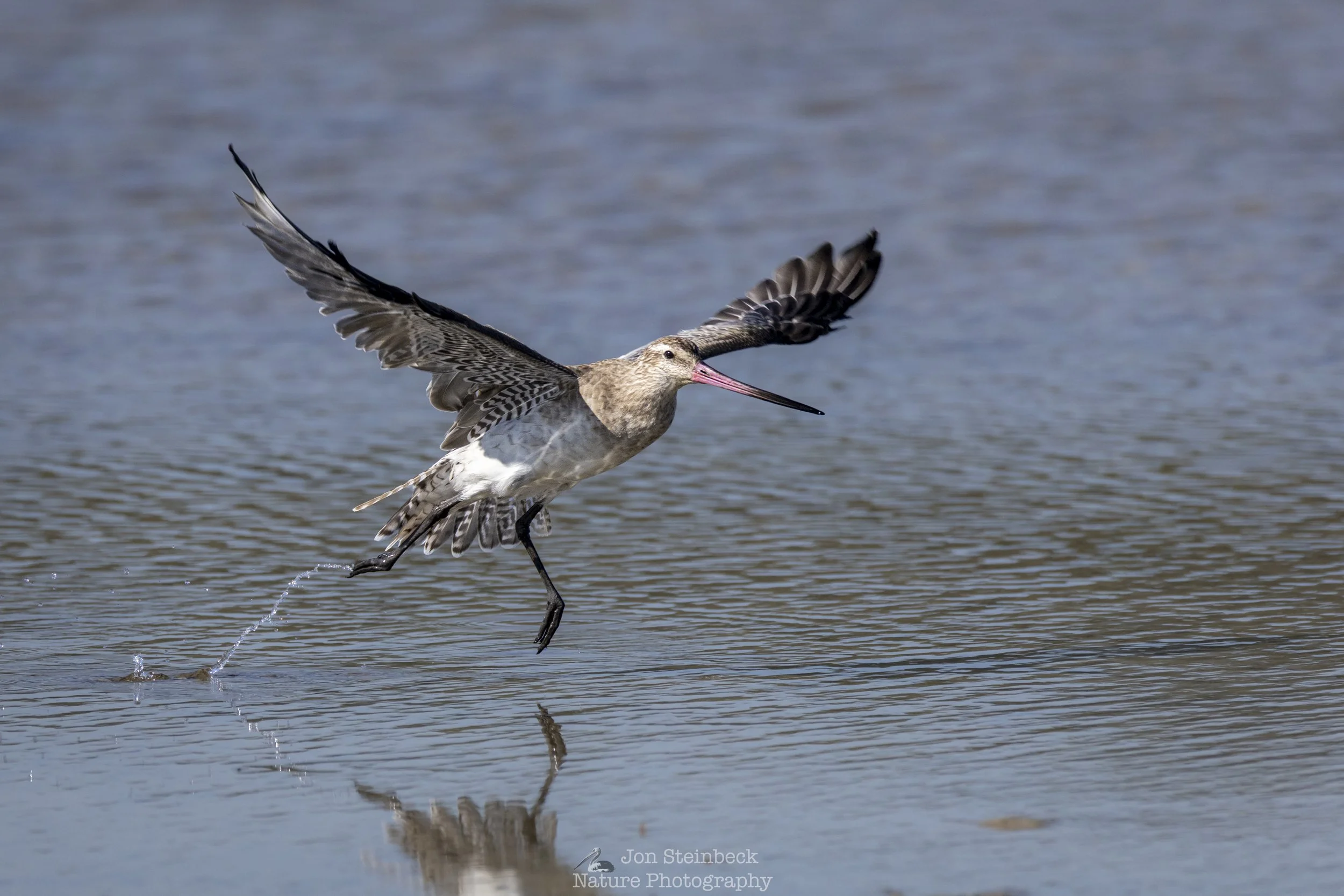 Bar-tailed Godwit
