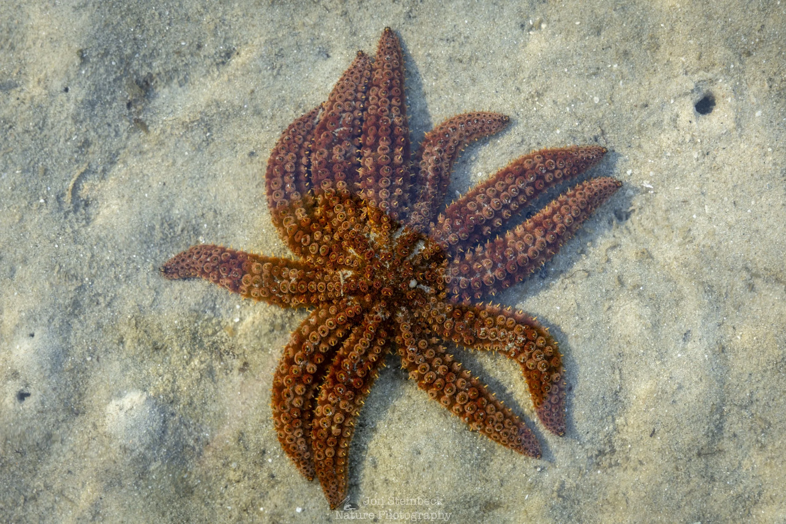 Eleven-armed Sea Star