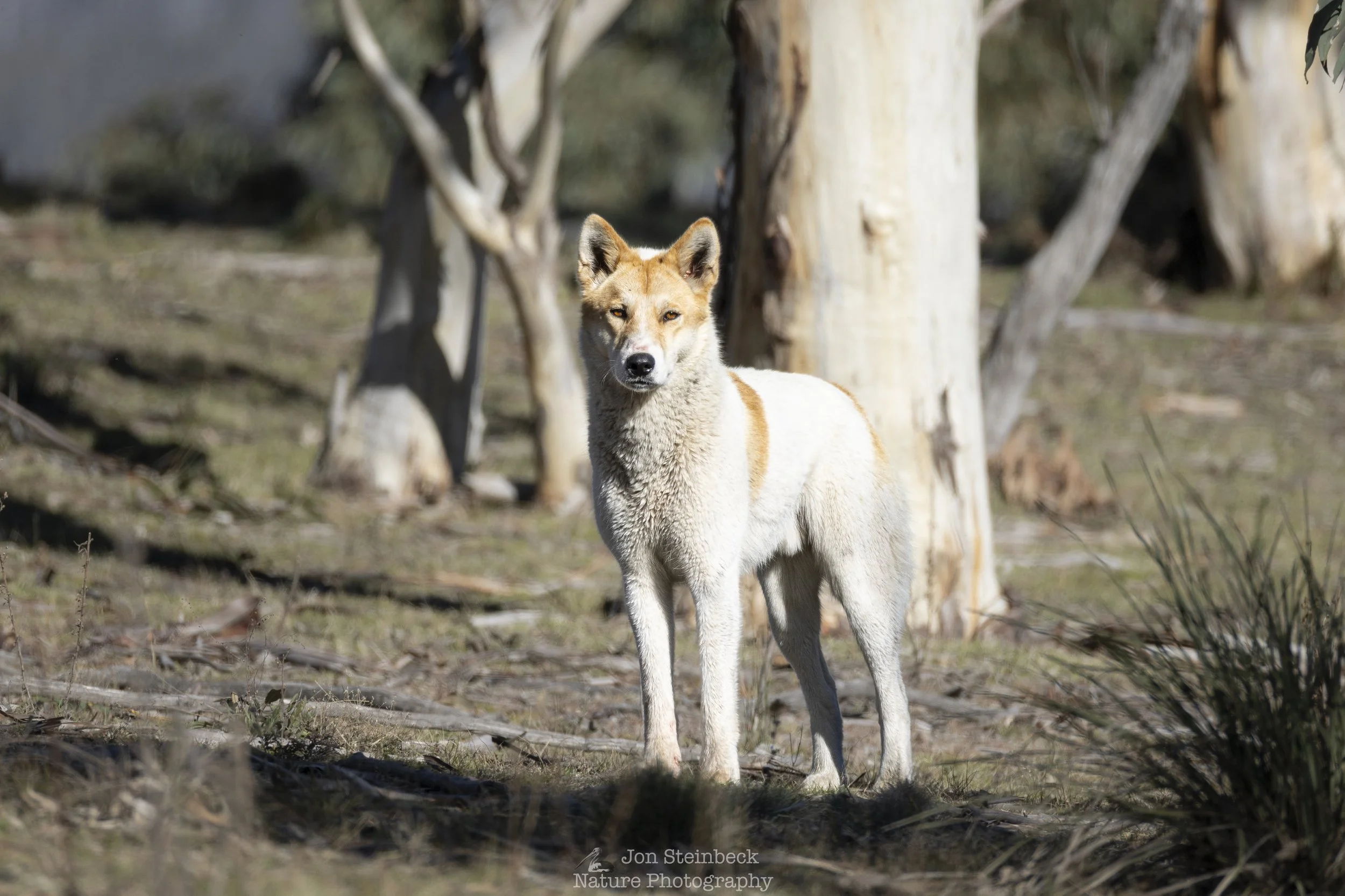 Namadgi’s Alpine Dingoes