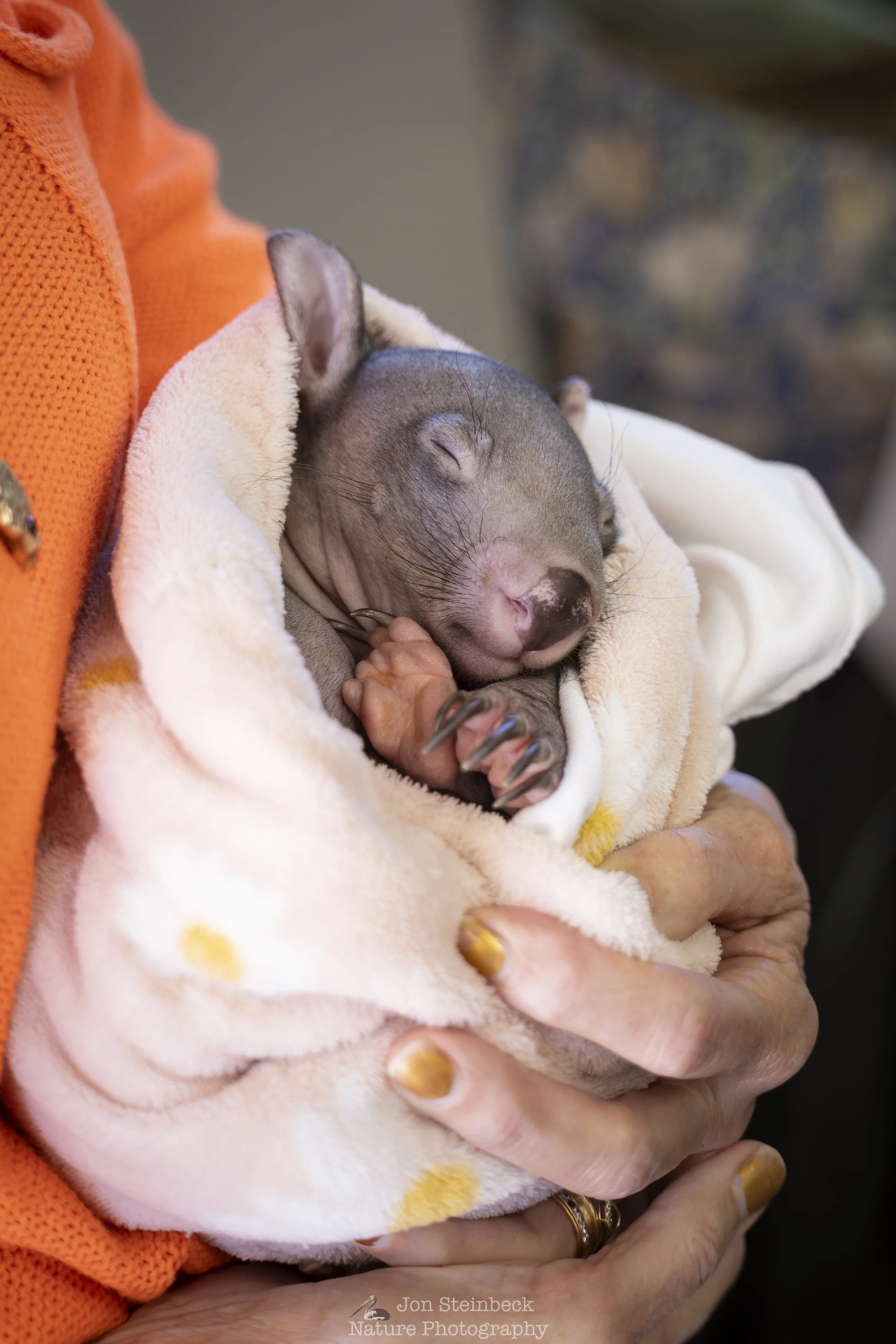 Sponsor a Species Day with ACT Wildlife