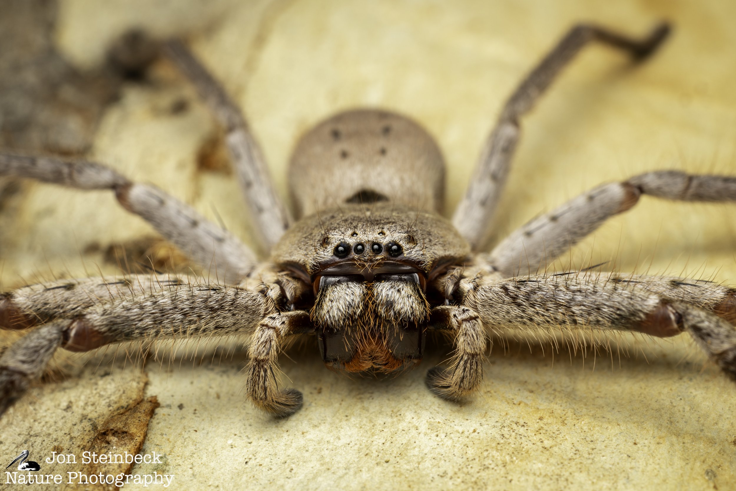 Canberra Huntsman