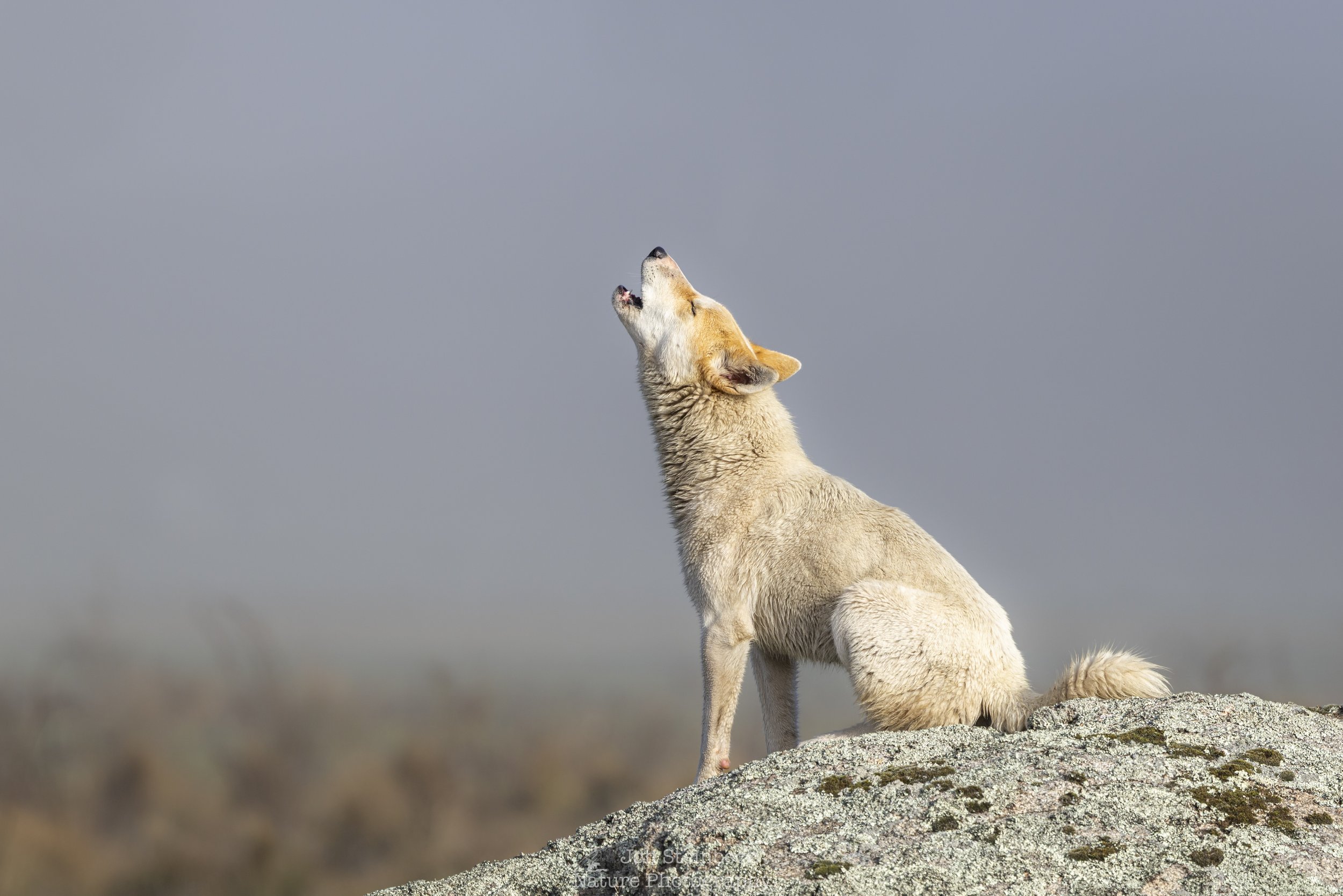 Alpine Dingo howling