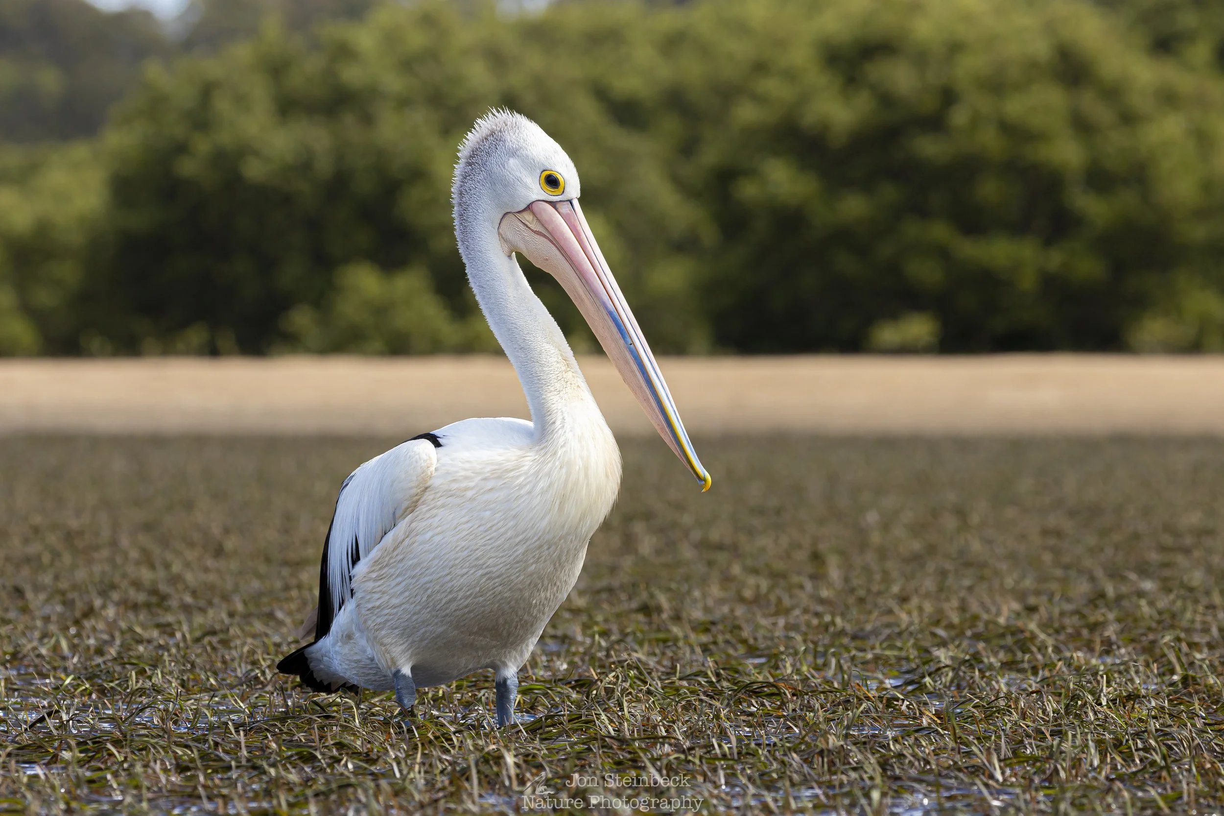 Pelican in a sea grass meadow