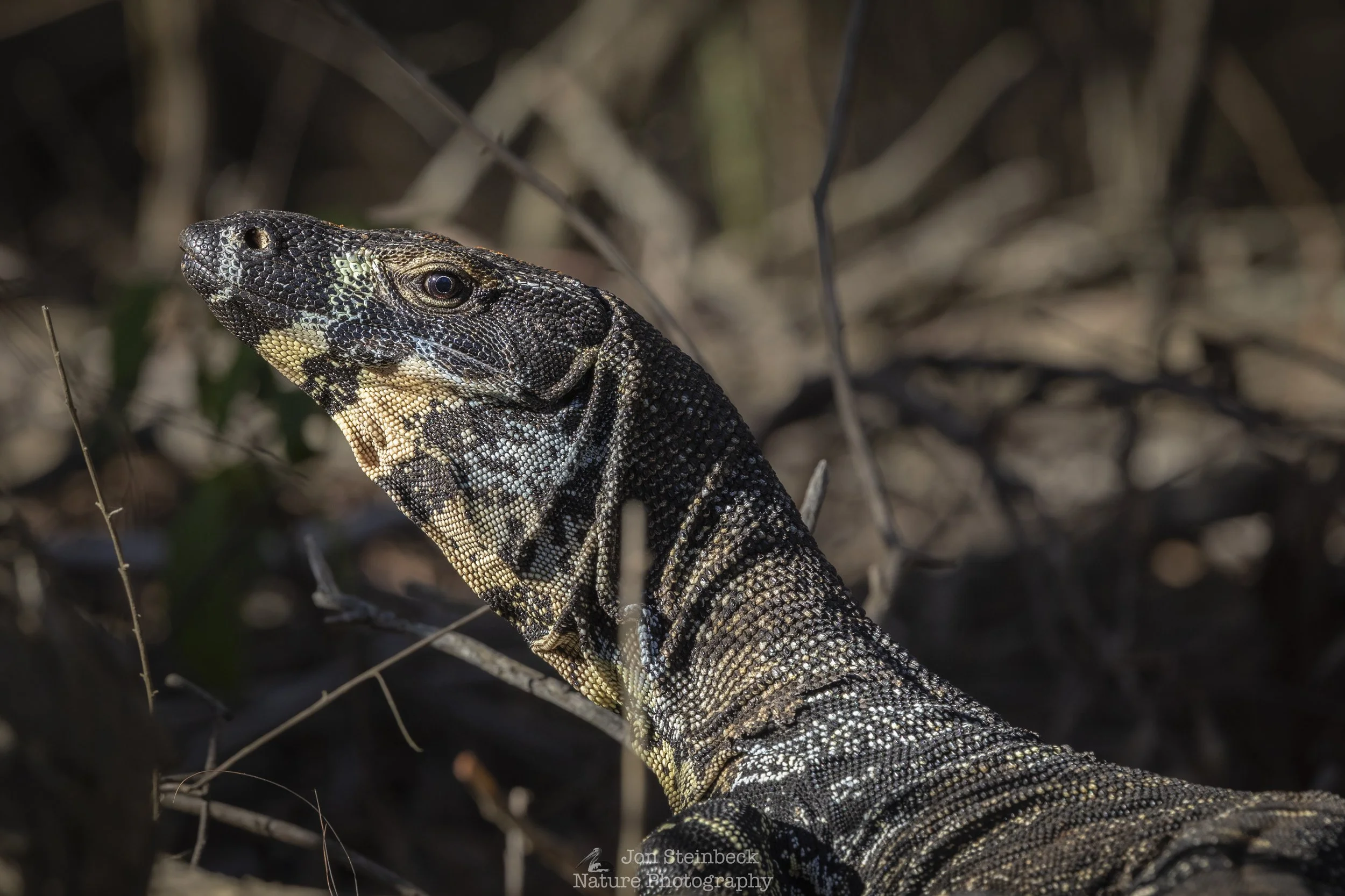 Lace Monitor