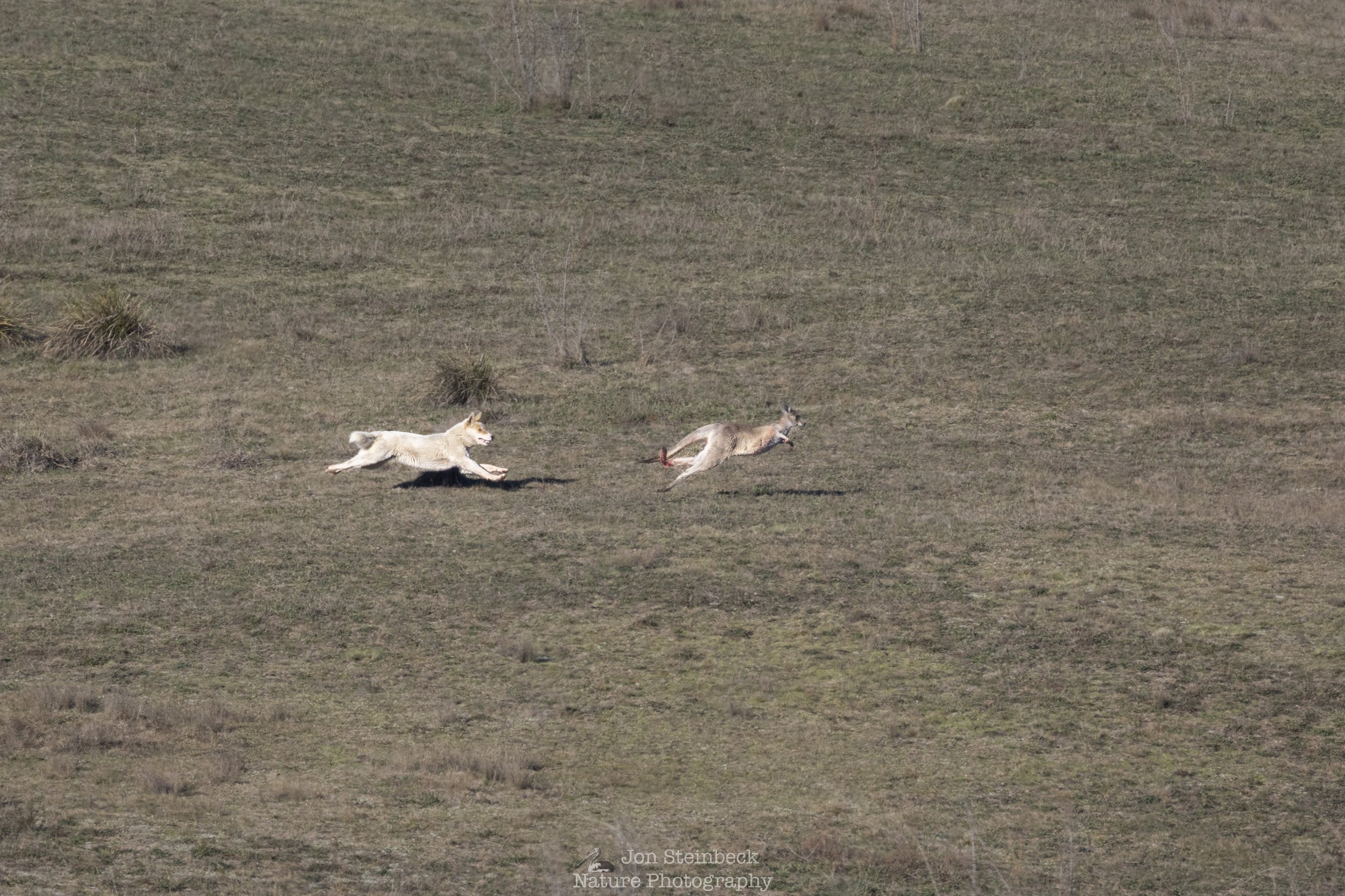 An Alpine Dingo hunting a kangaroo