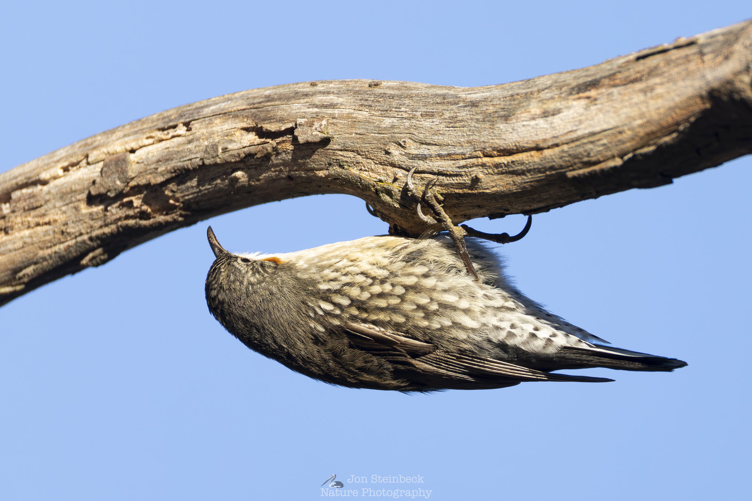 White-throated Treecreeper after food