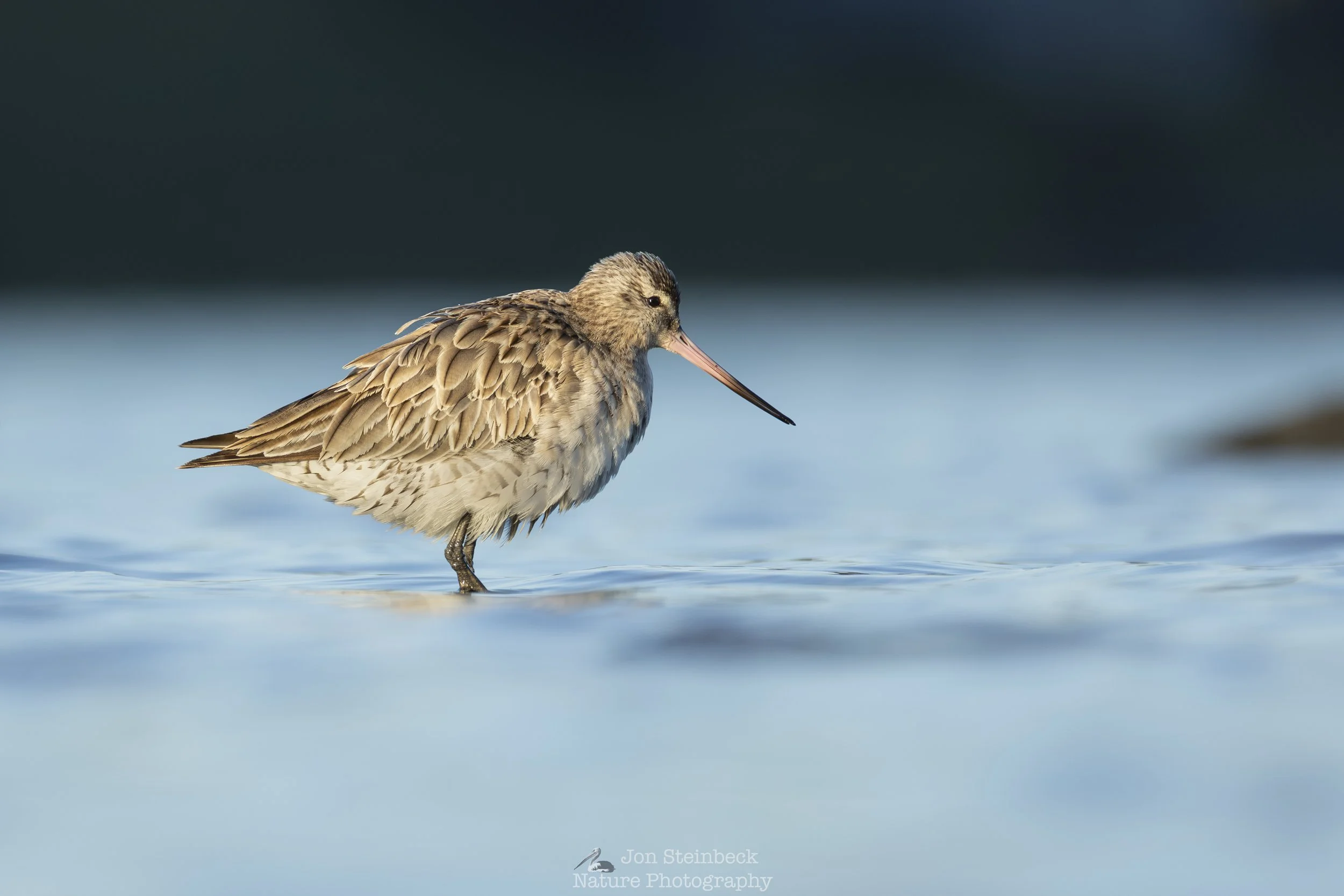 Bar-tailed Godwits wintering in Narooma