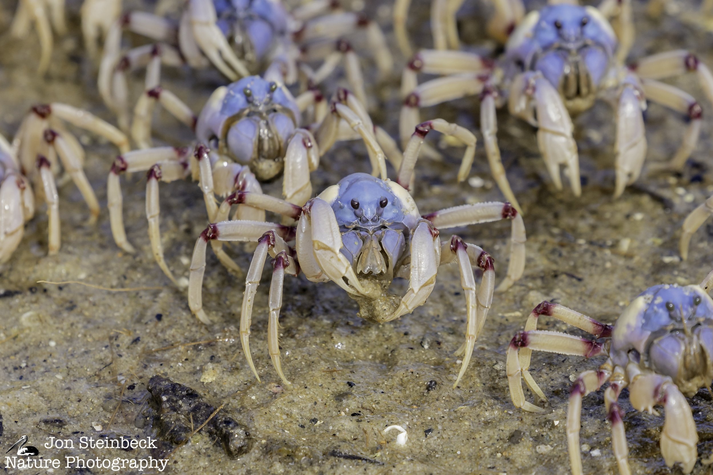 Soldier Crabs on the move