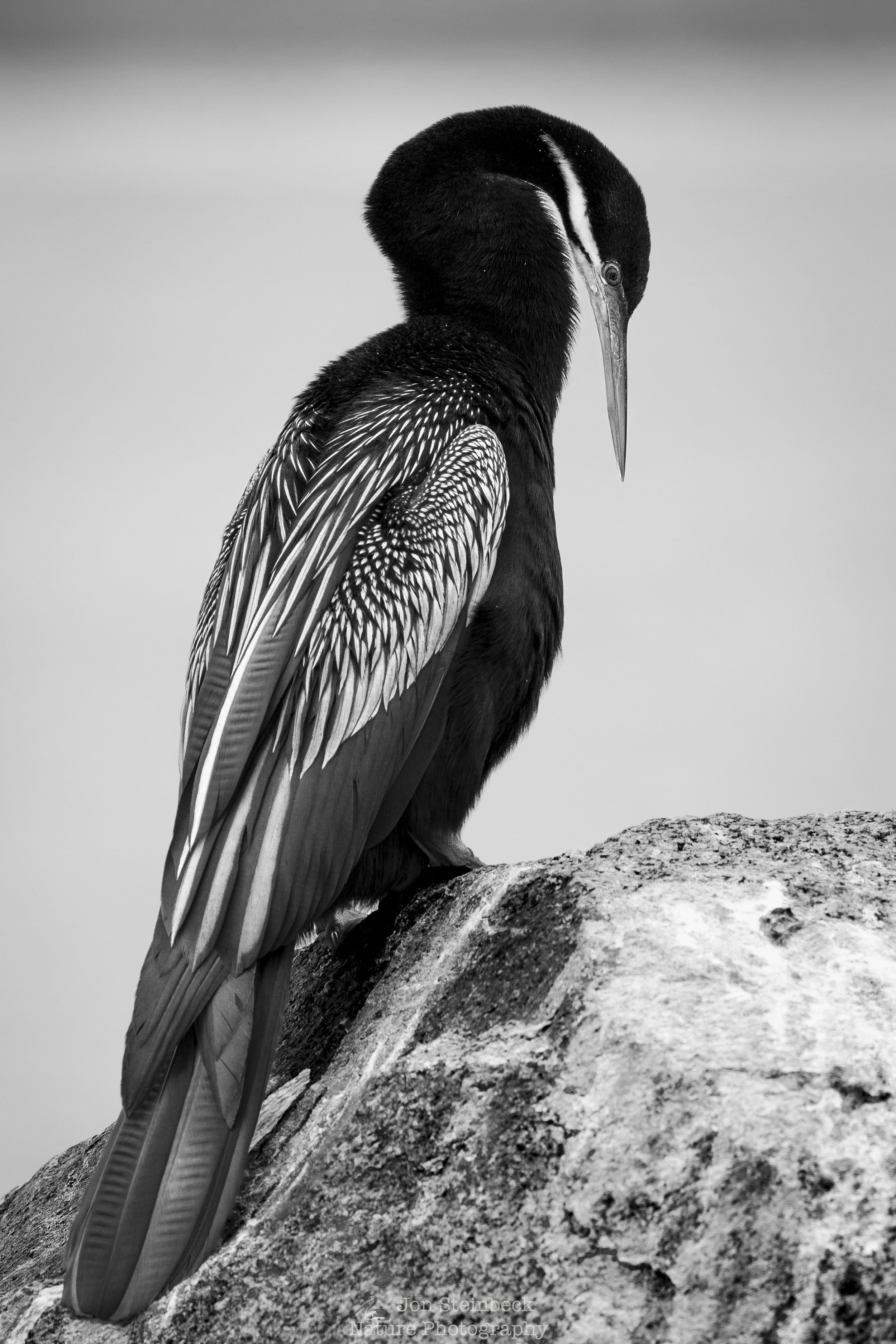 Three of my photographs were Highly Commended in the 2026 Mono Awards