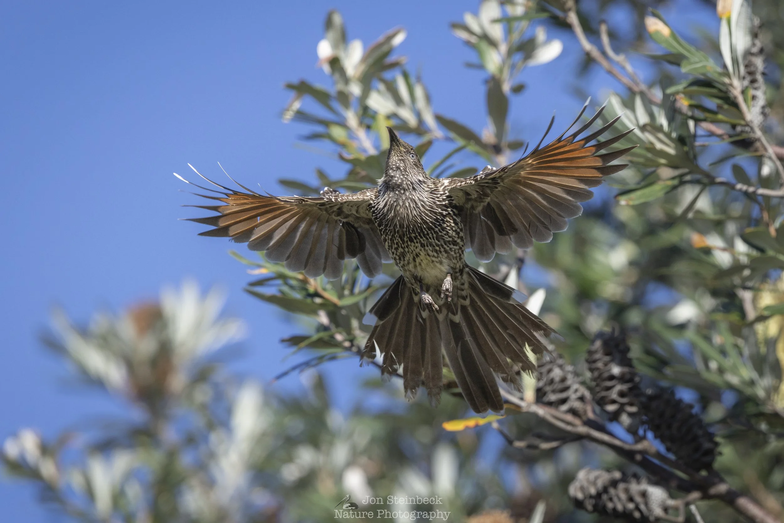 Little Wattlebird taking flight