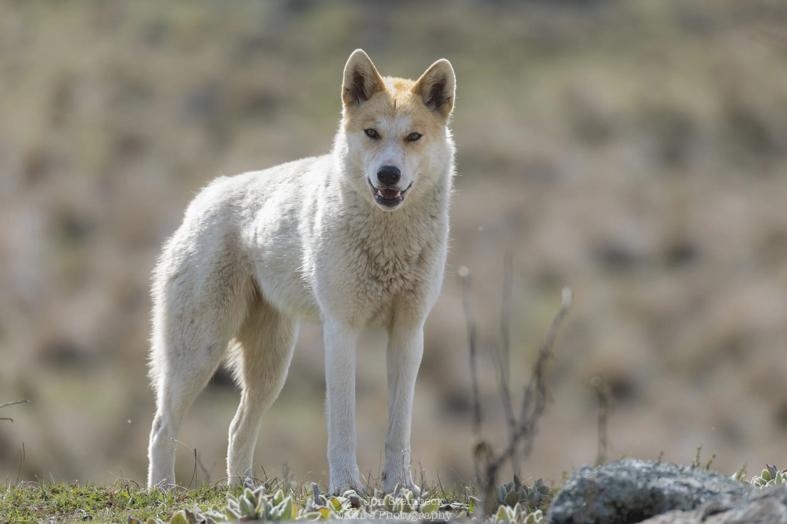 Alpine Dingoes starting their day