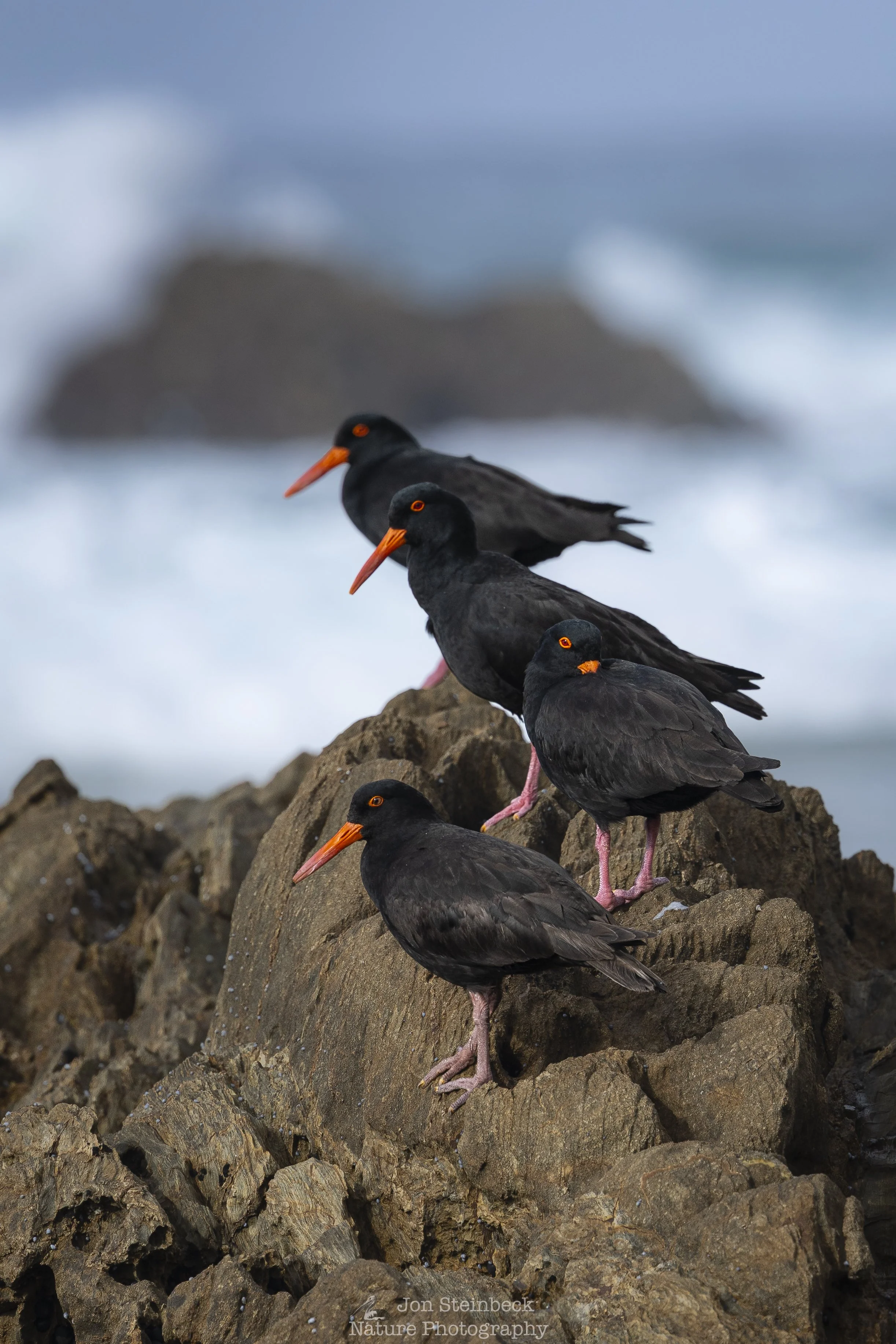 Sooty Oystercatchers together