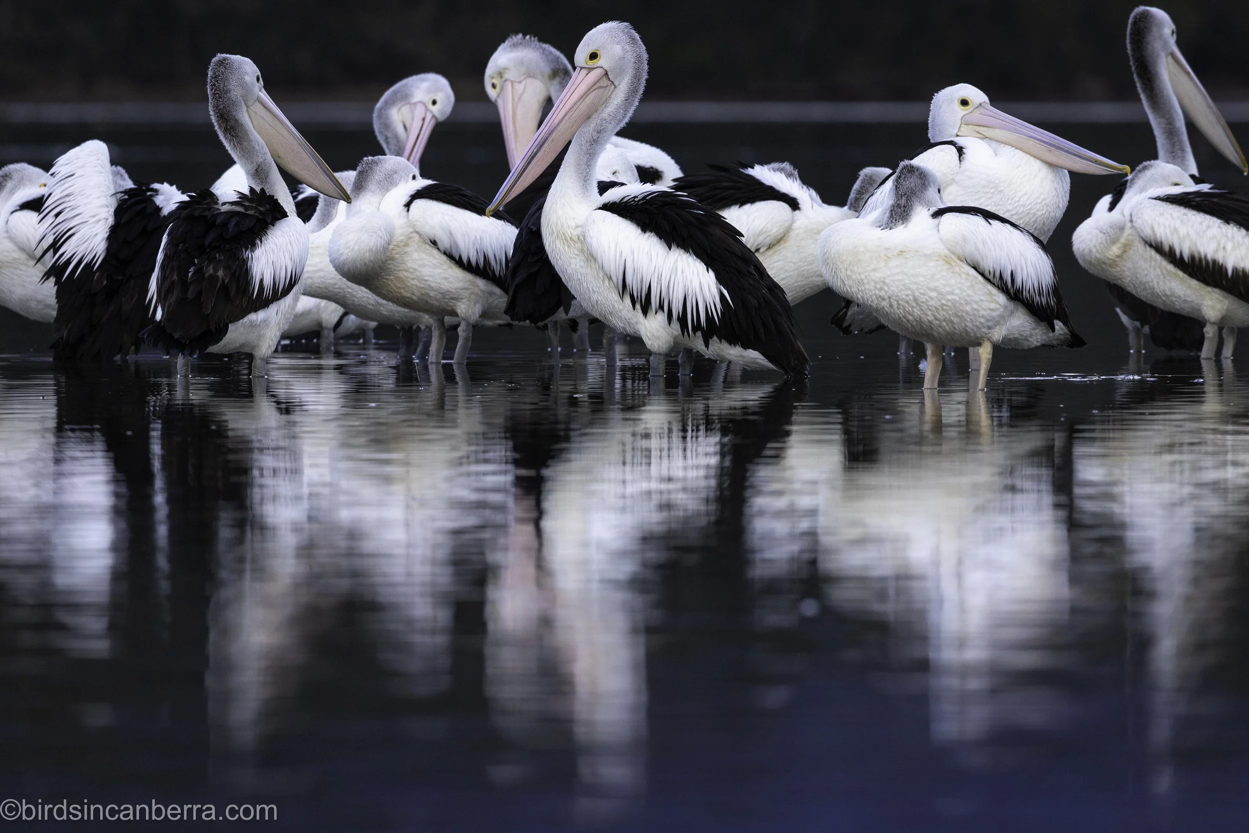 Australian_Pelican_Corunna_Lake_7840_20240712.jpg