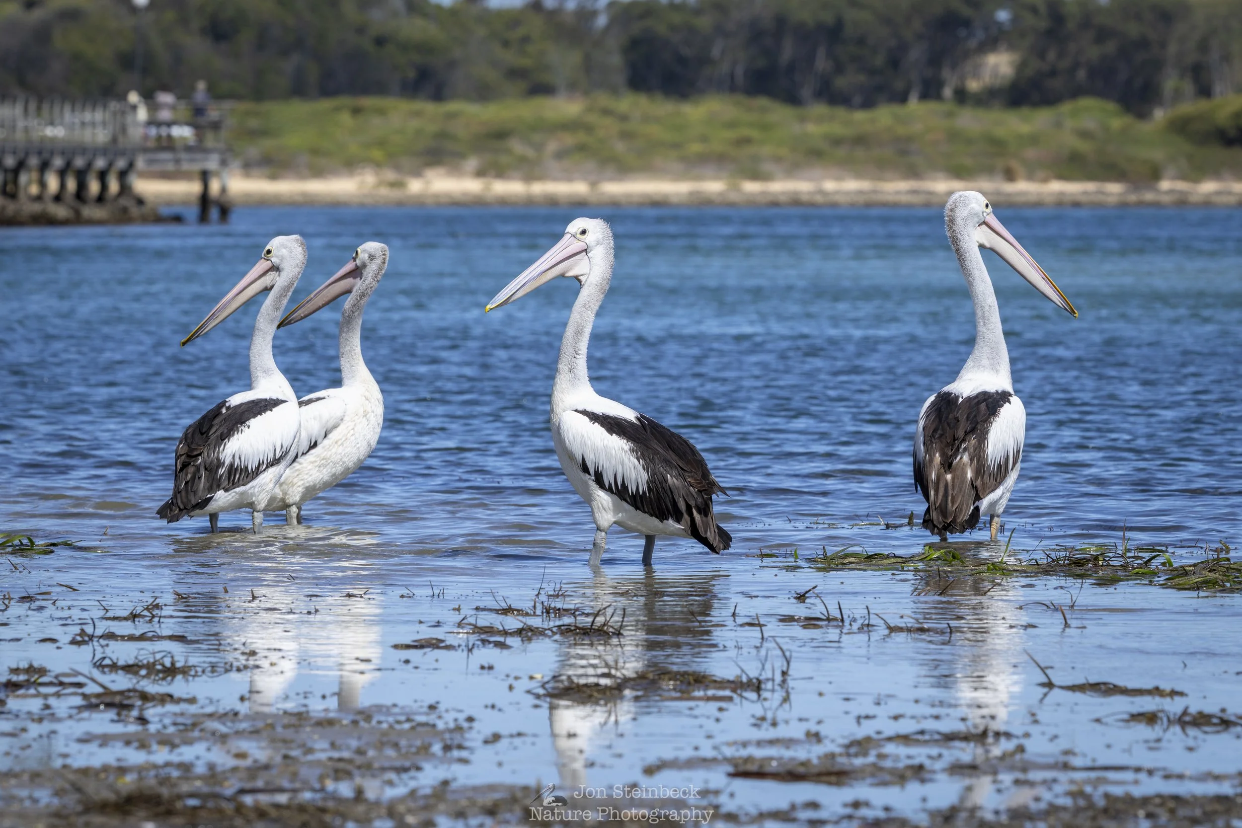 Australian_Pelican_Narooma_7455_20260102.jpg