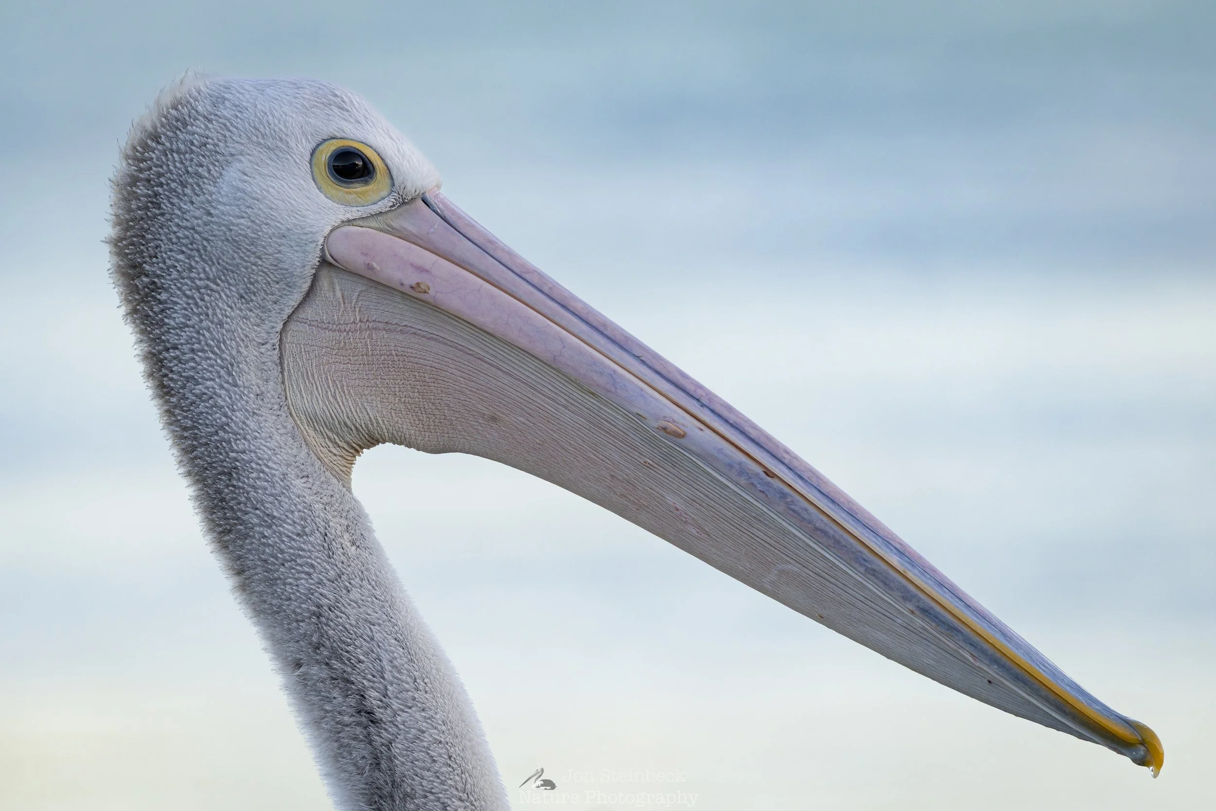 Australian_Pelican_Narooma_8290_20250510.jpg