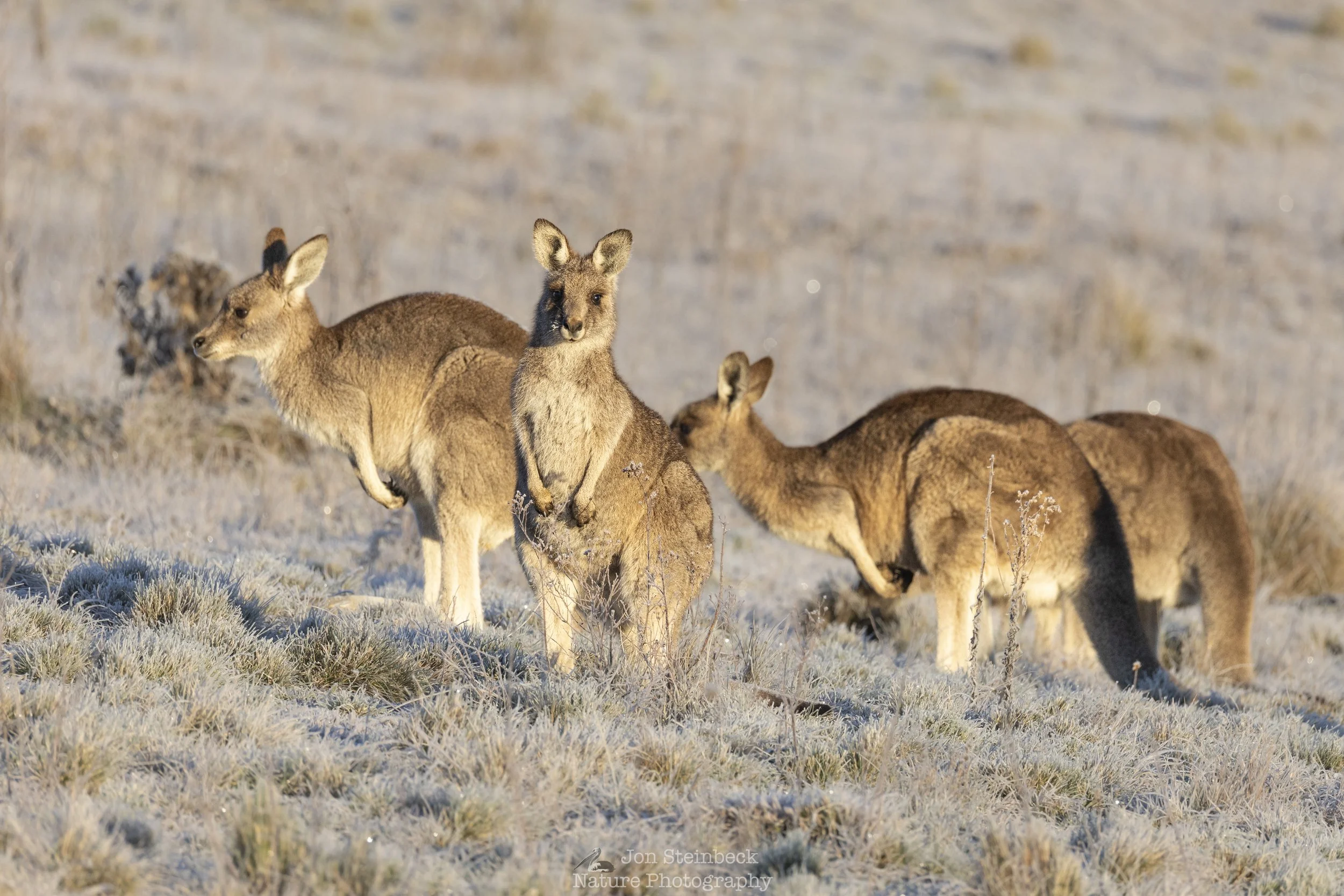 A cold morning for some young kangaroos